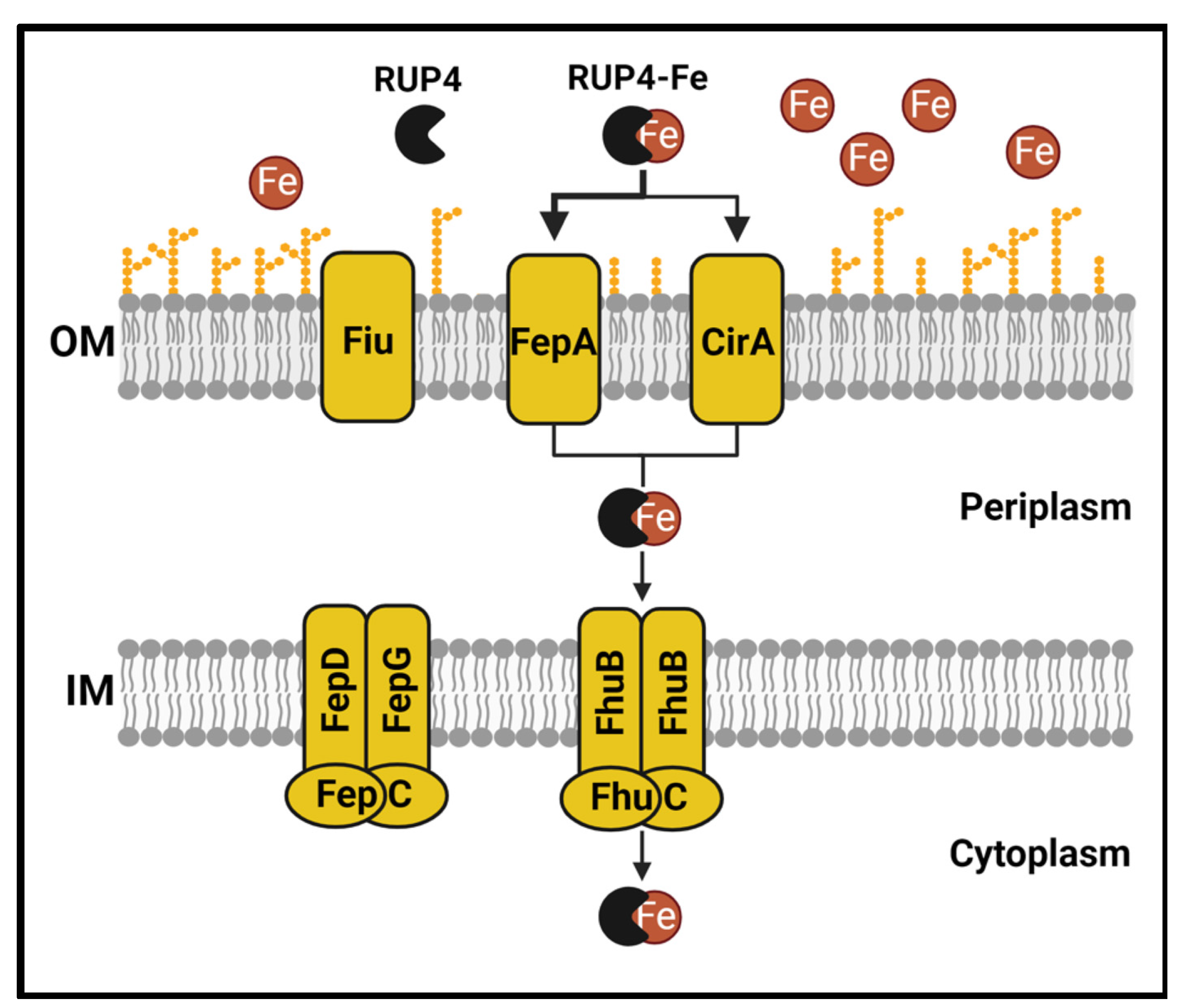 Antibiotics 13 00209 g010