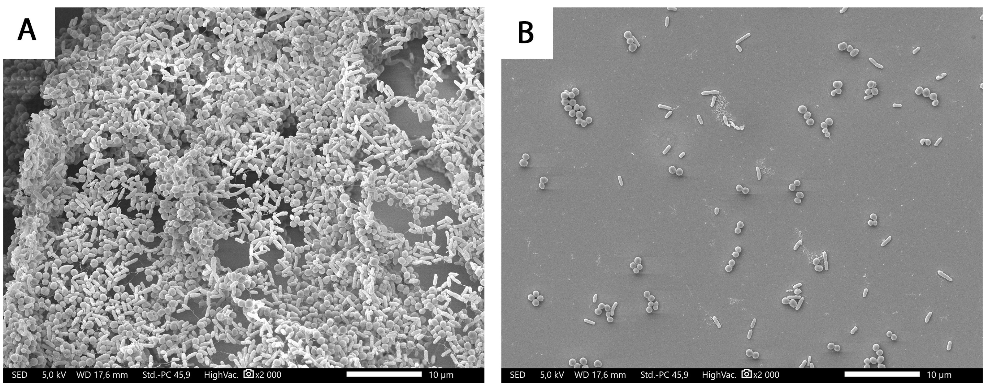 Antibiotics 13 00255 g002