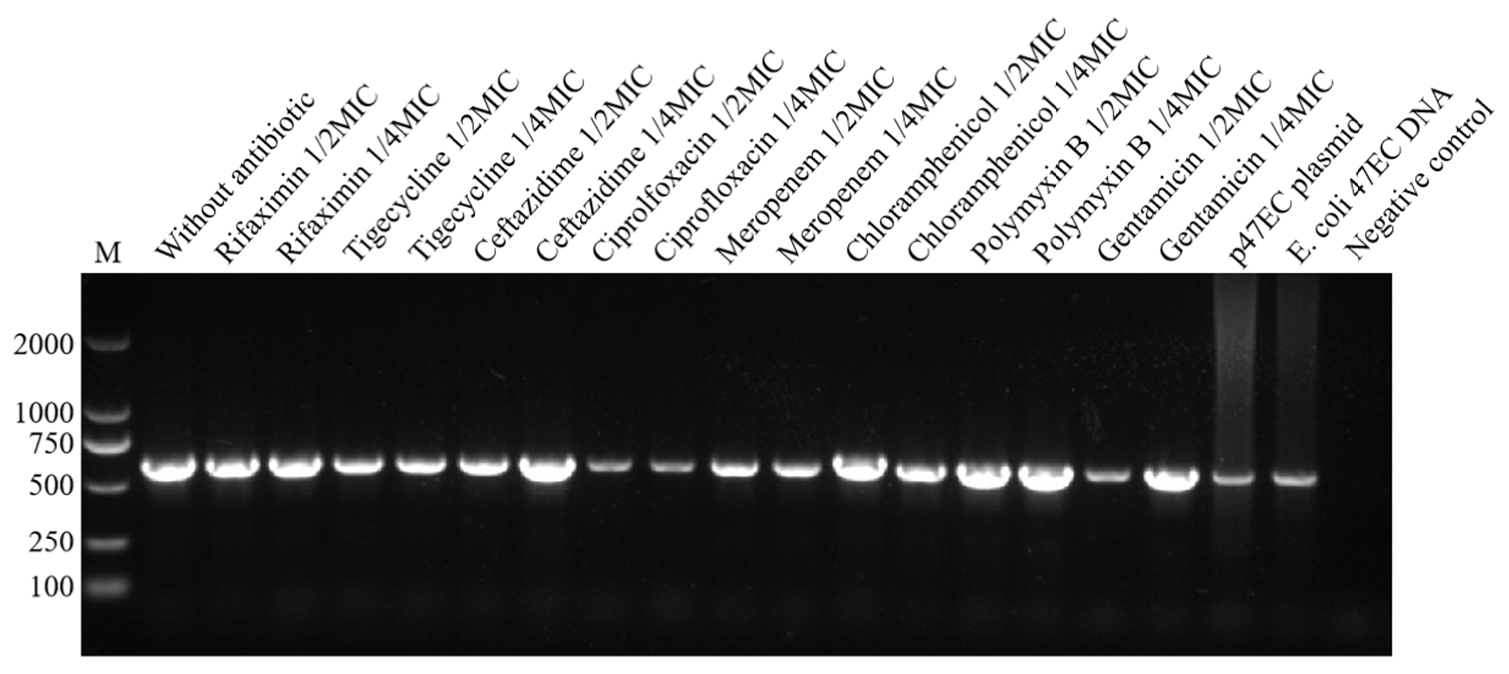 Antibiotics 13 00276 g005