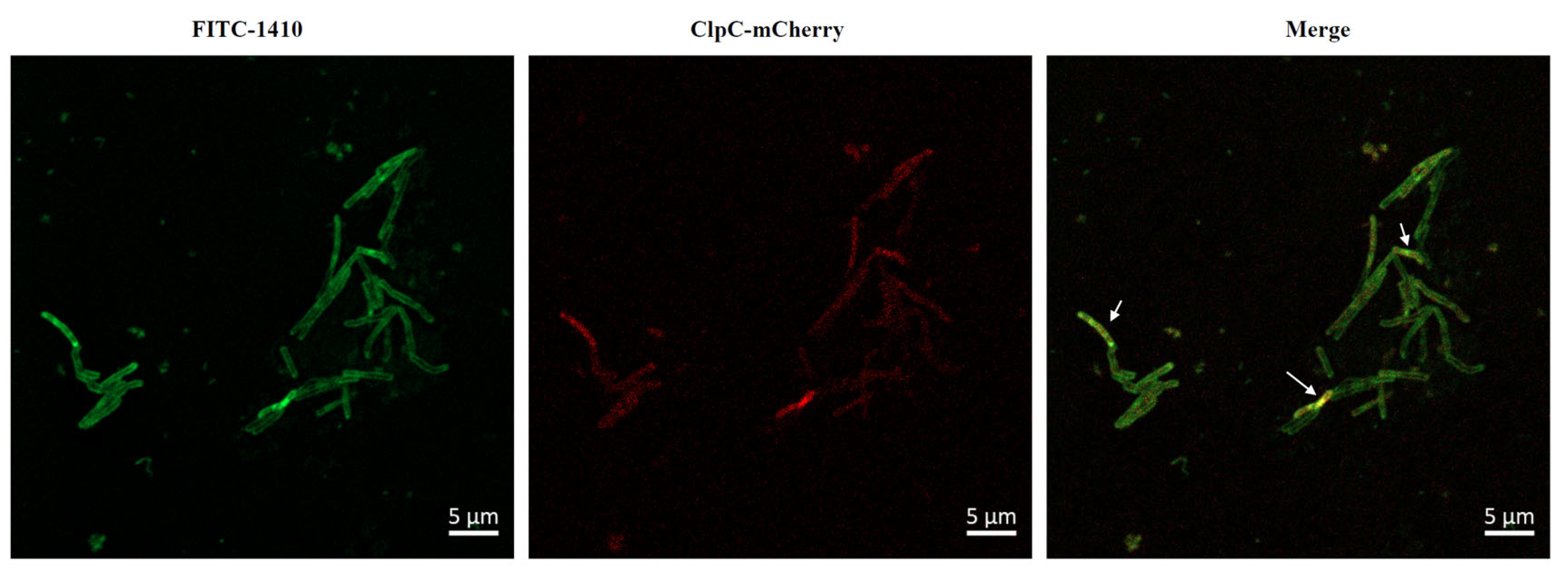 Antibiotics 13 00278 g004