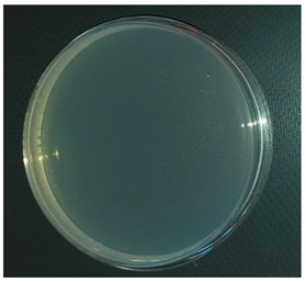 Antibiotics 13 00288 i001 Antibiotics 13 00288 i001