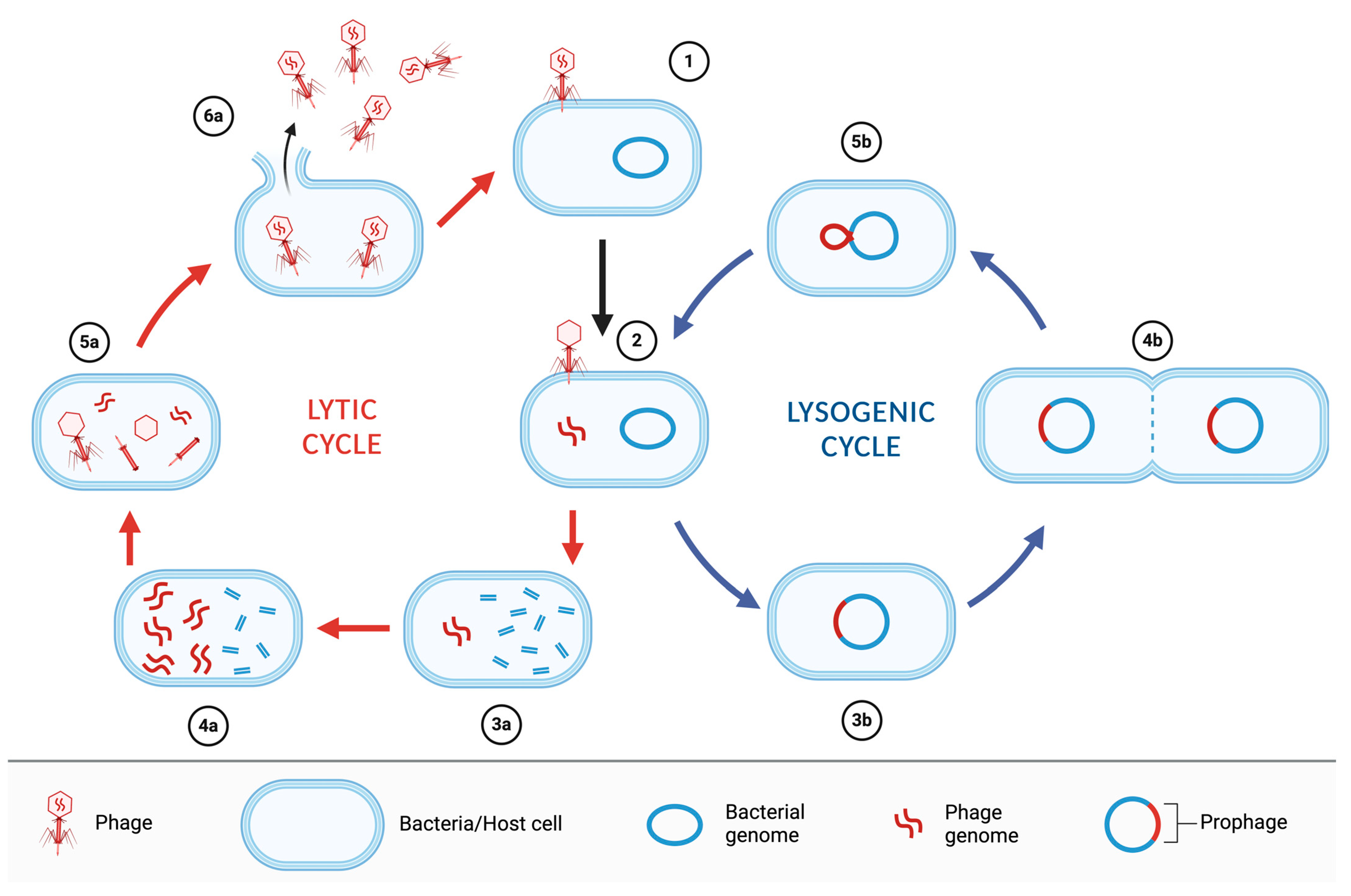 Antibiotics 13 00294 g001