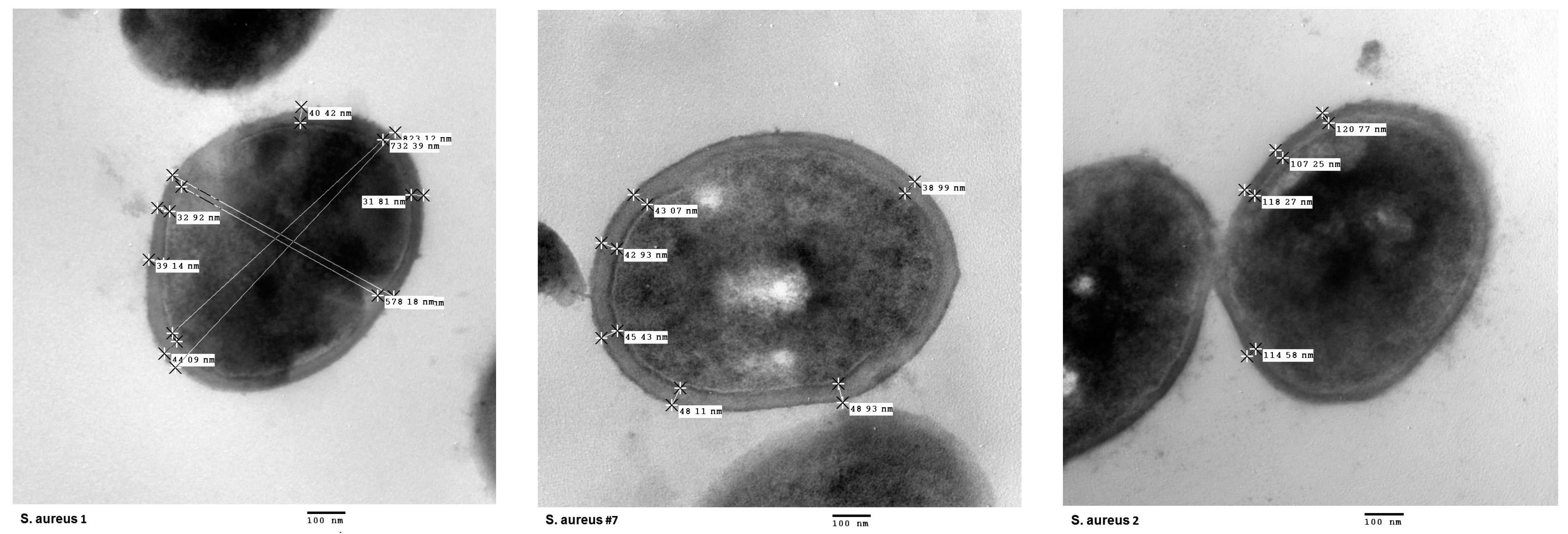Antibiotics 13 00298 g003