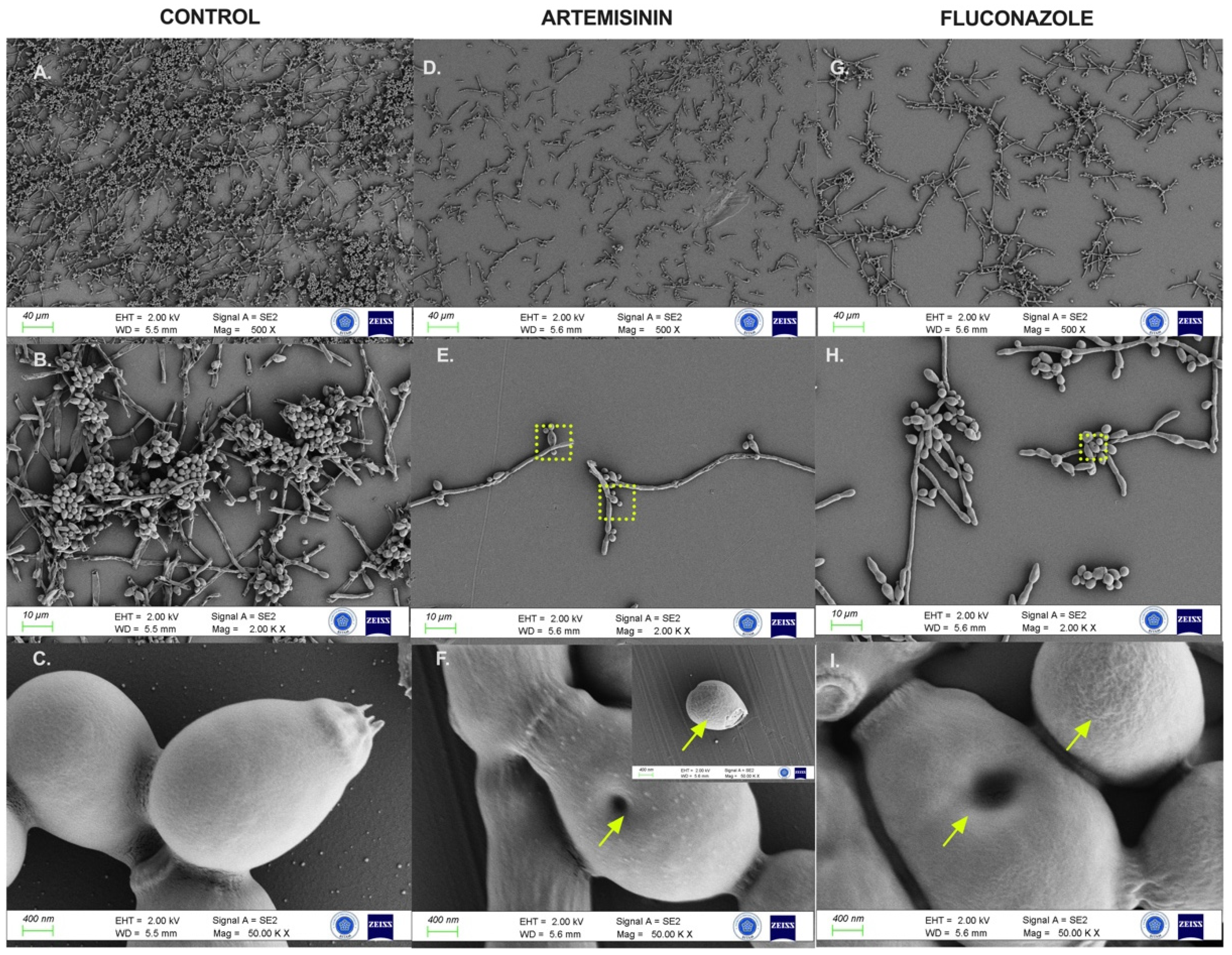 Antibiotics 13 00310 g005