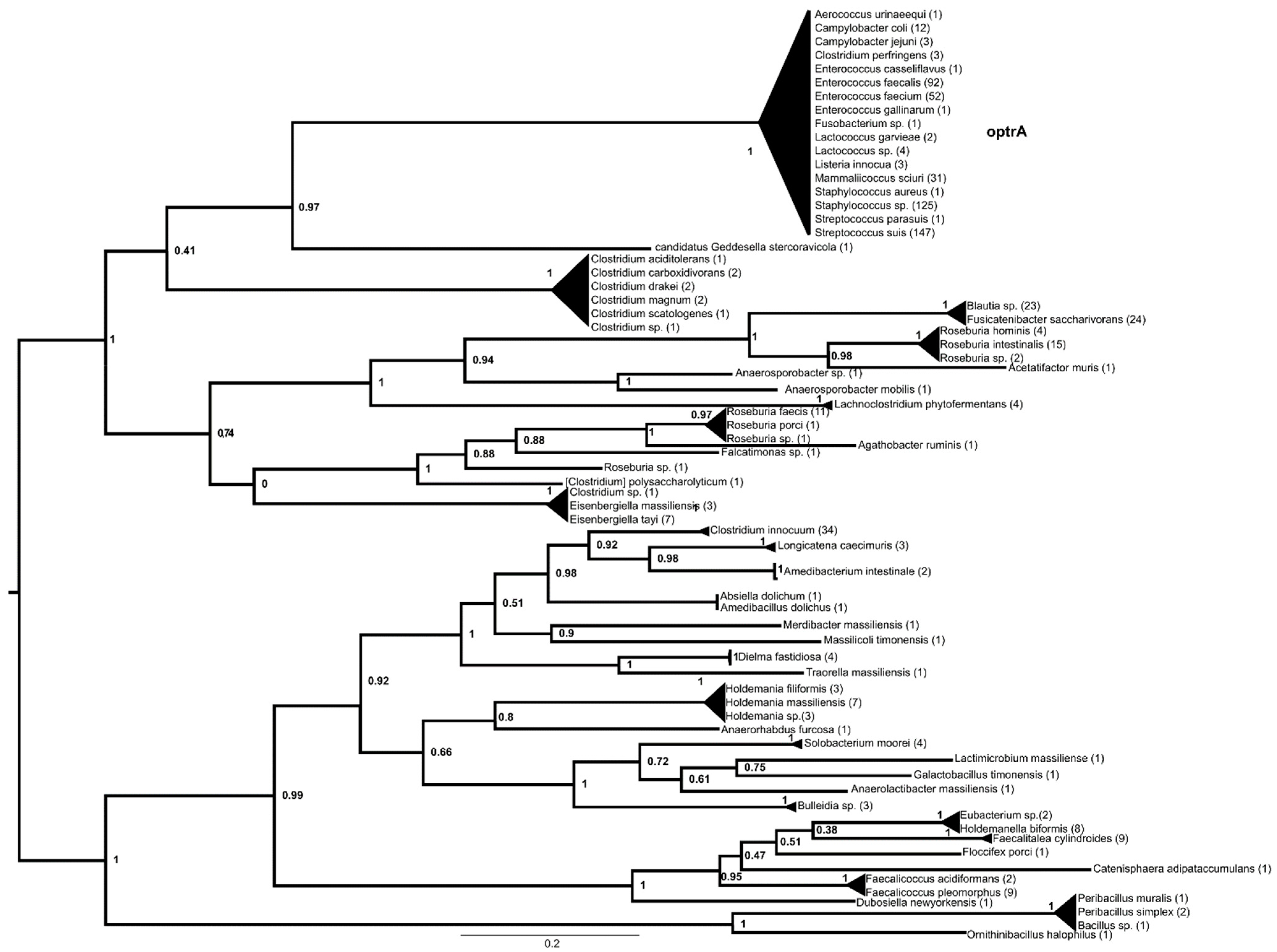 Antibiotics 13 00311 g002