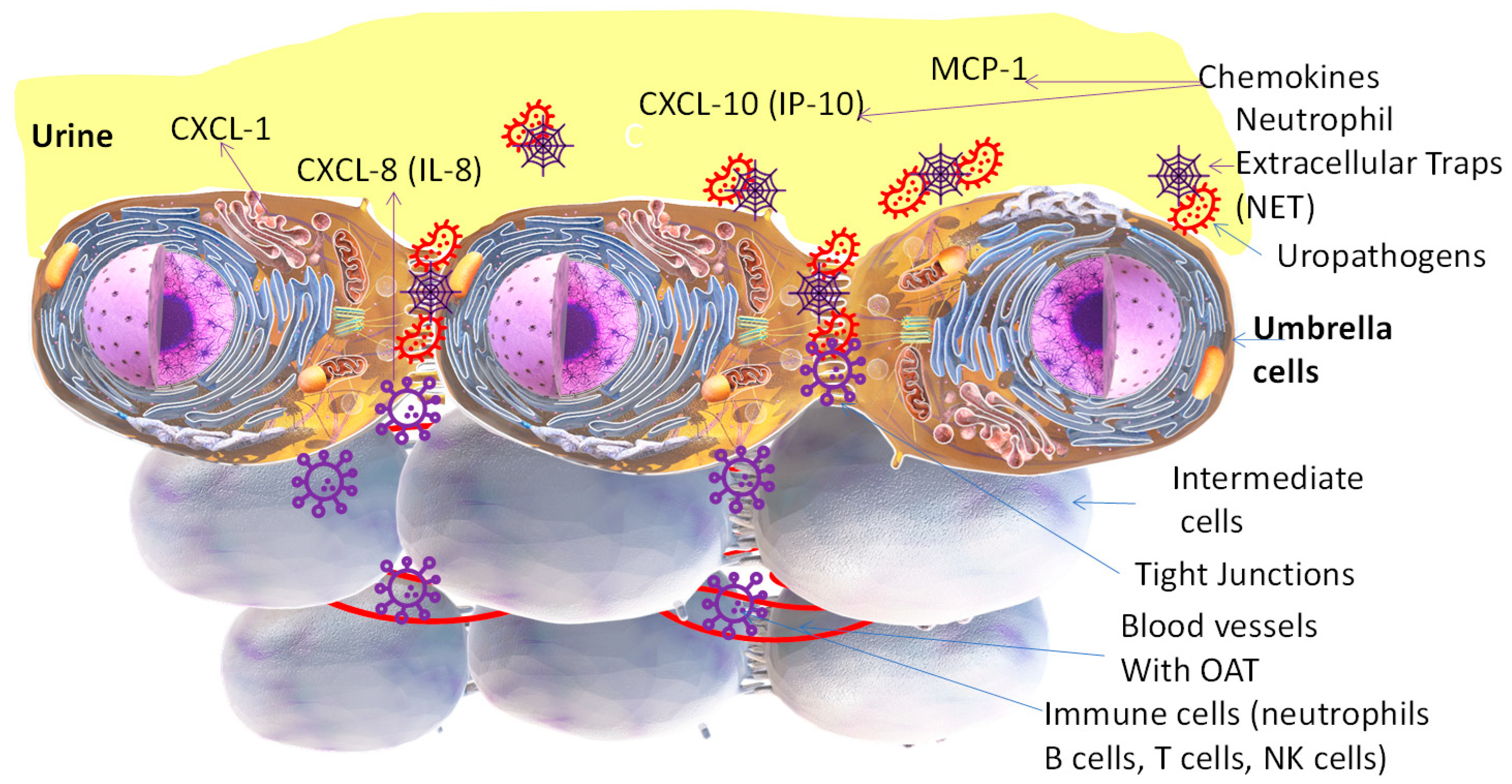 Antibiotics 13 00328 g001