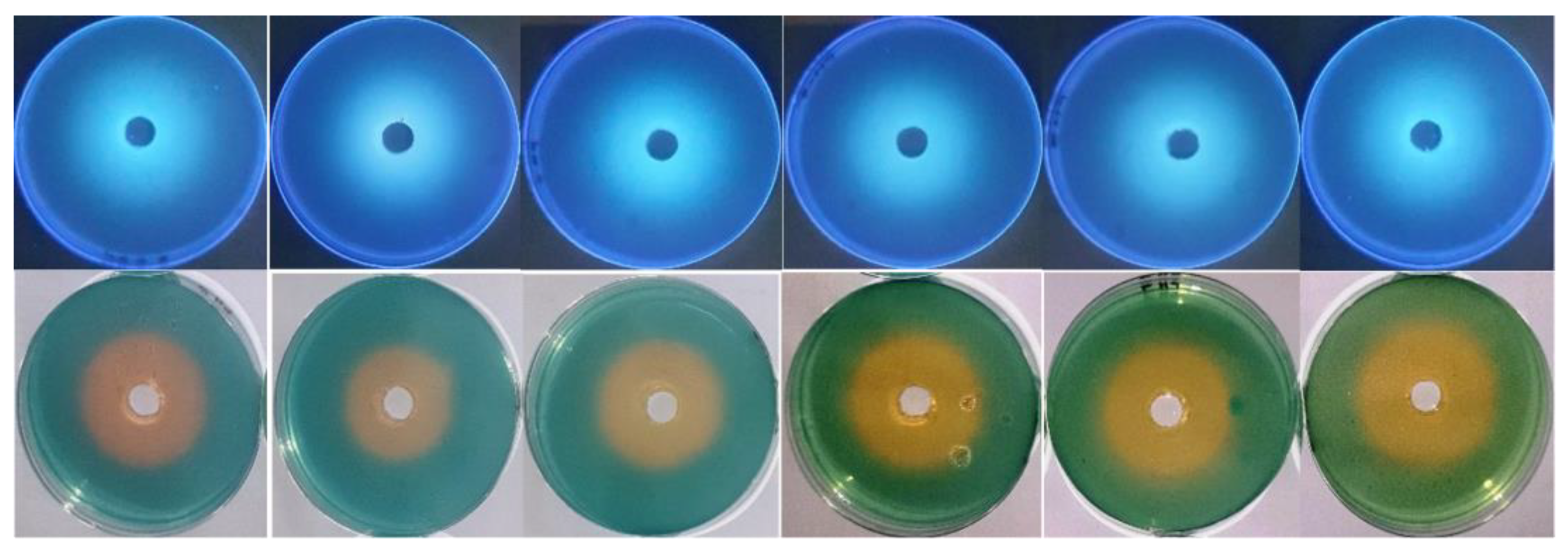 Antibiotics 13 00347 g005