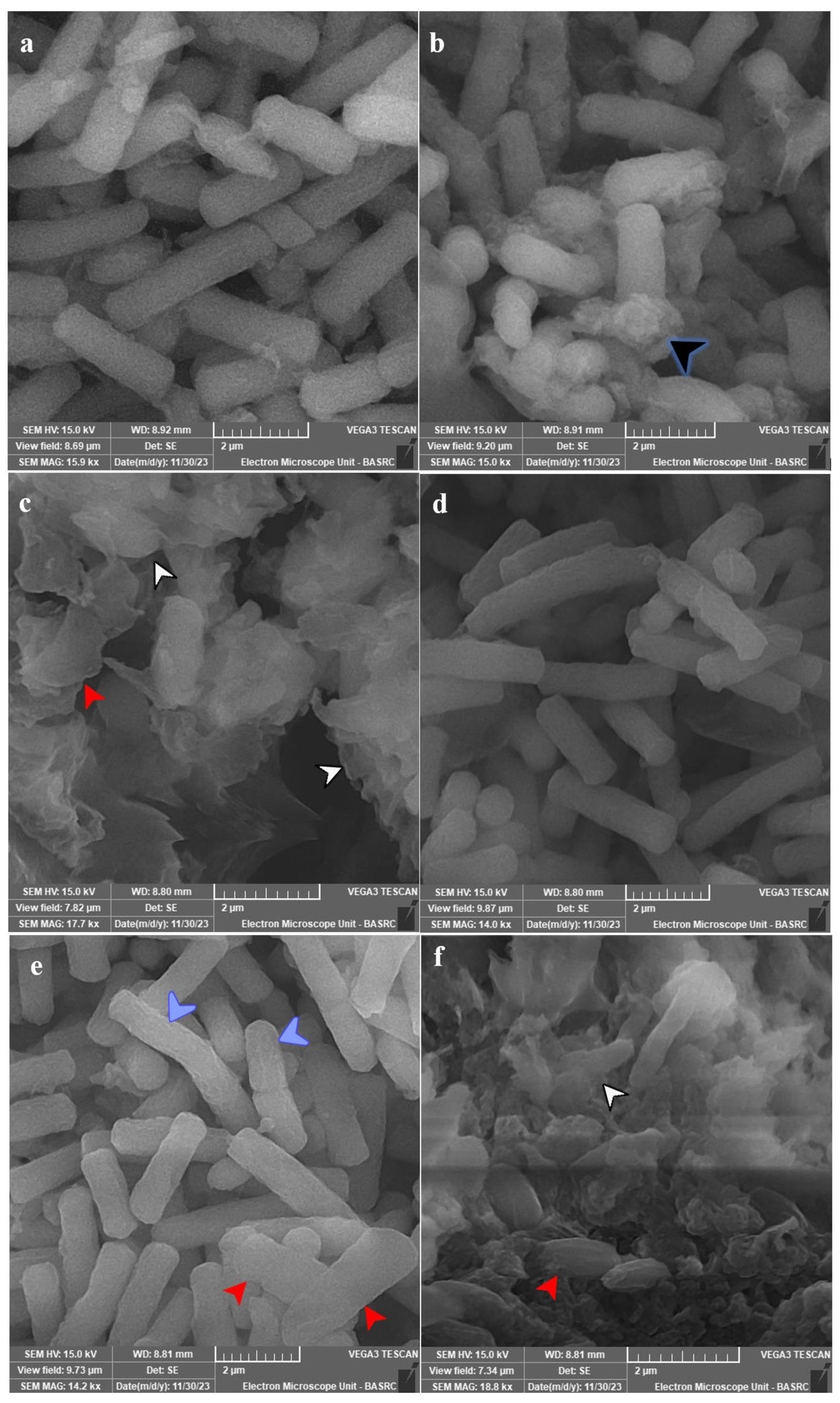 Antibiotics 13 00347 g006