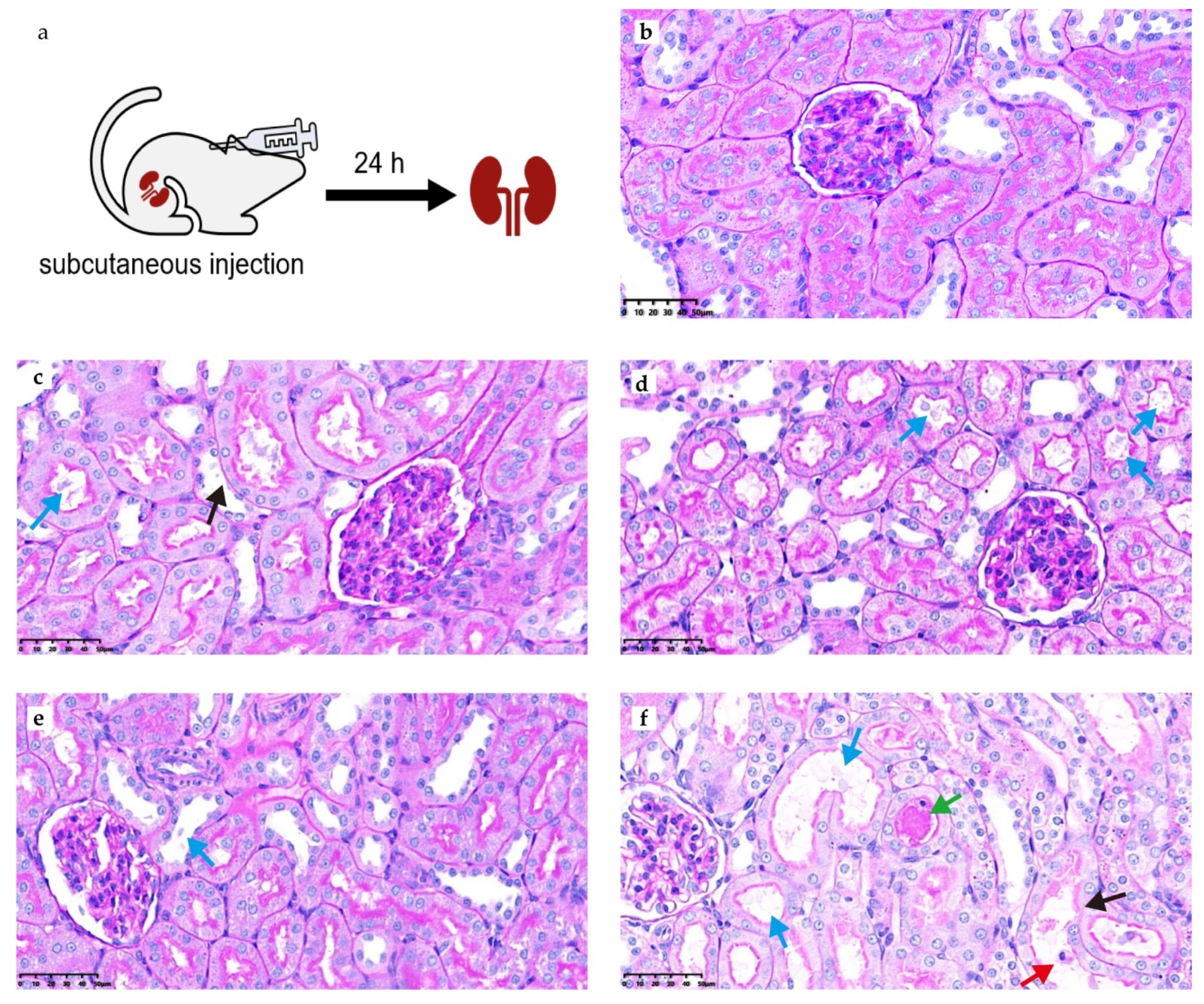 Antibiotics 13 00354 g006