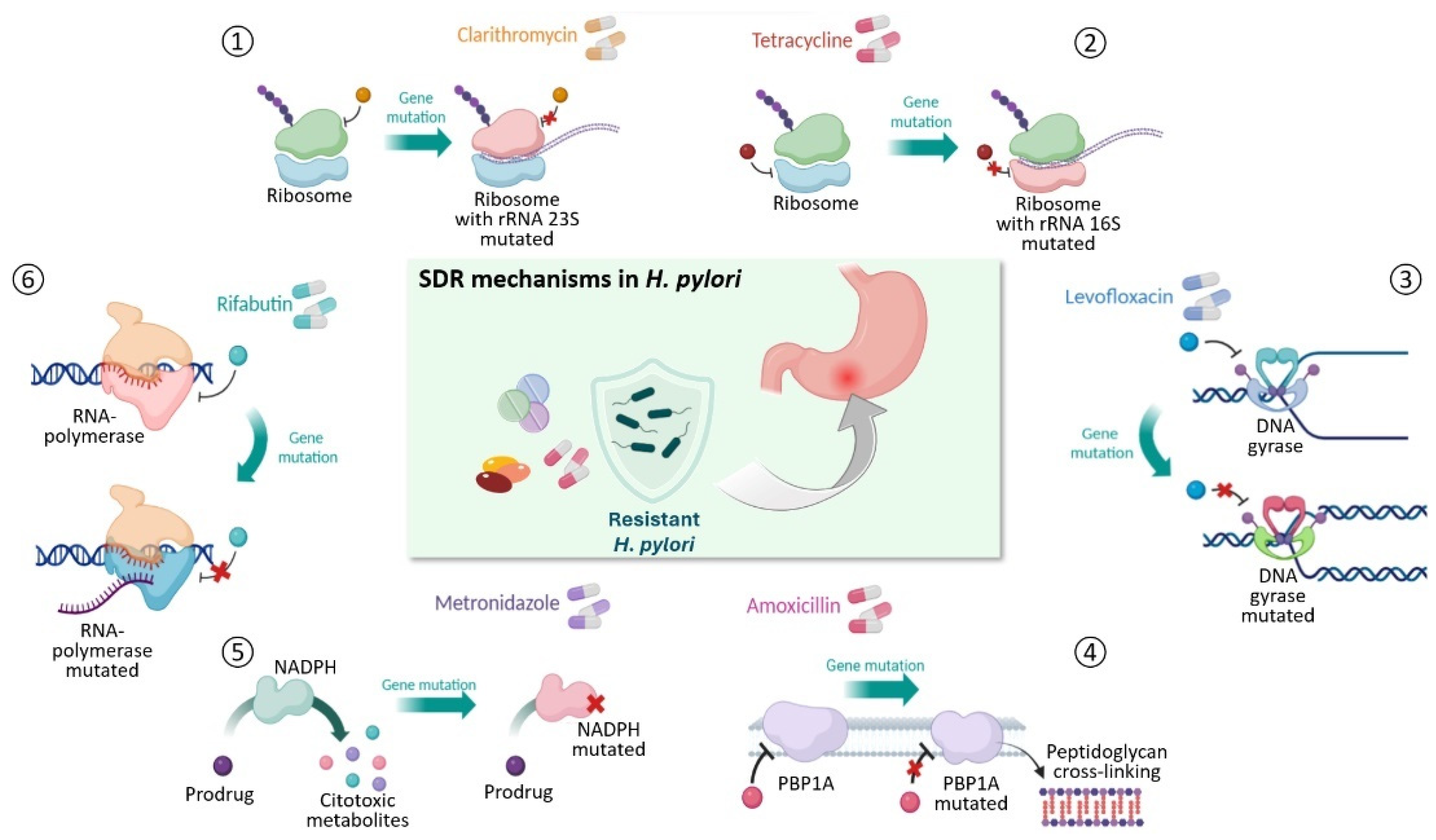 Antibiotics 13 00357 g001