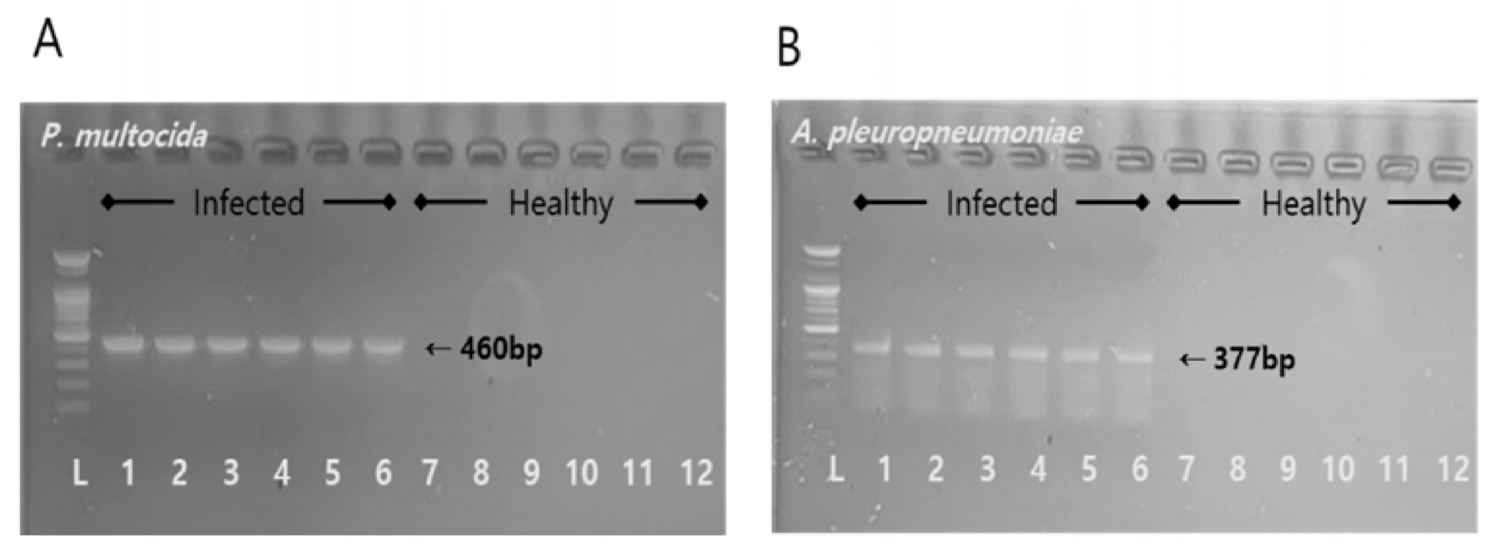 Antibiotics 13 00372 g002