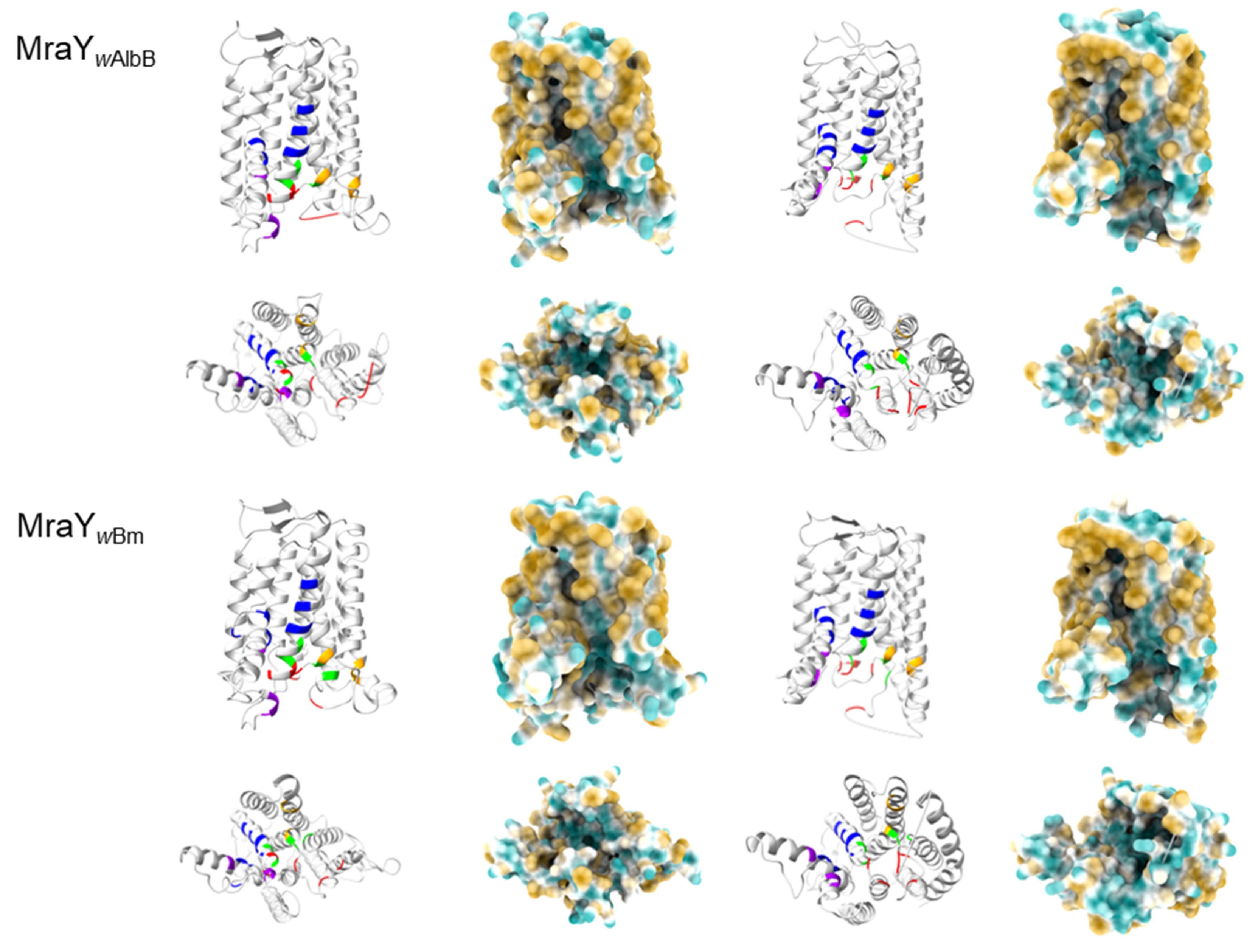 Antibiotics 13 00421 g004b