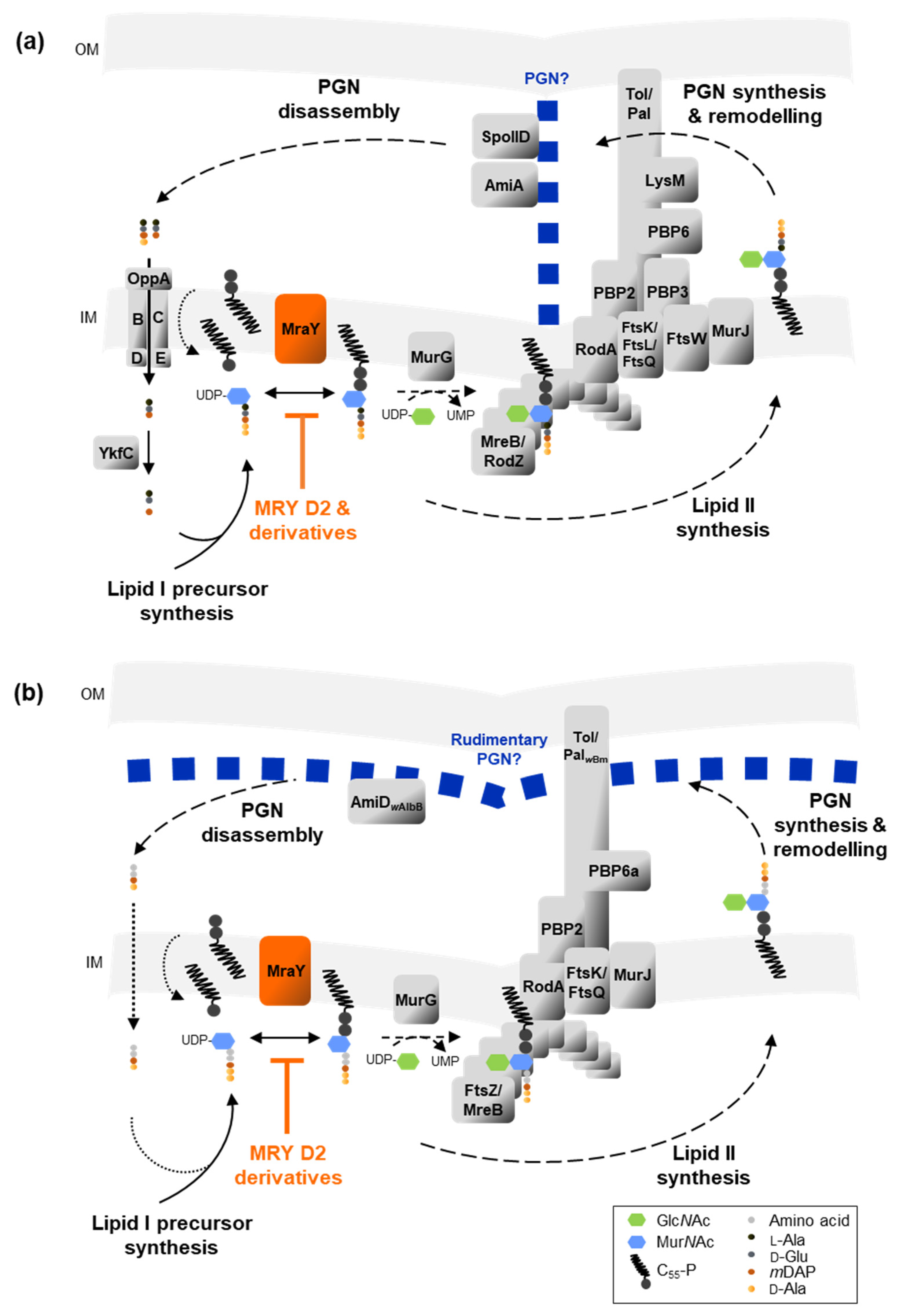 Antibiotics 13 00421 g007