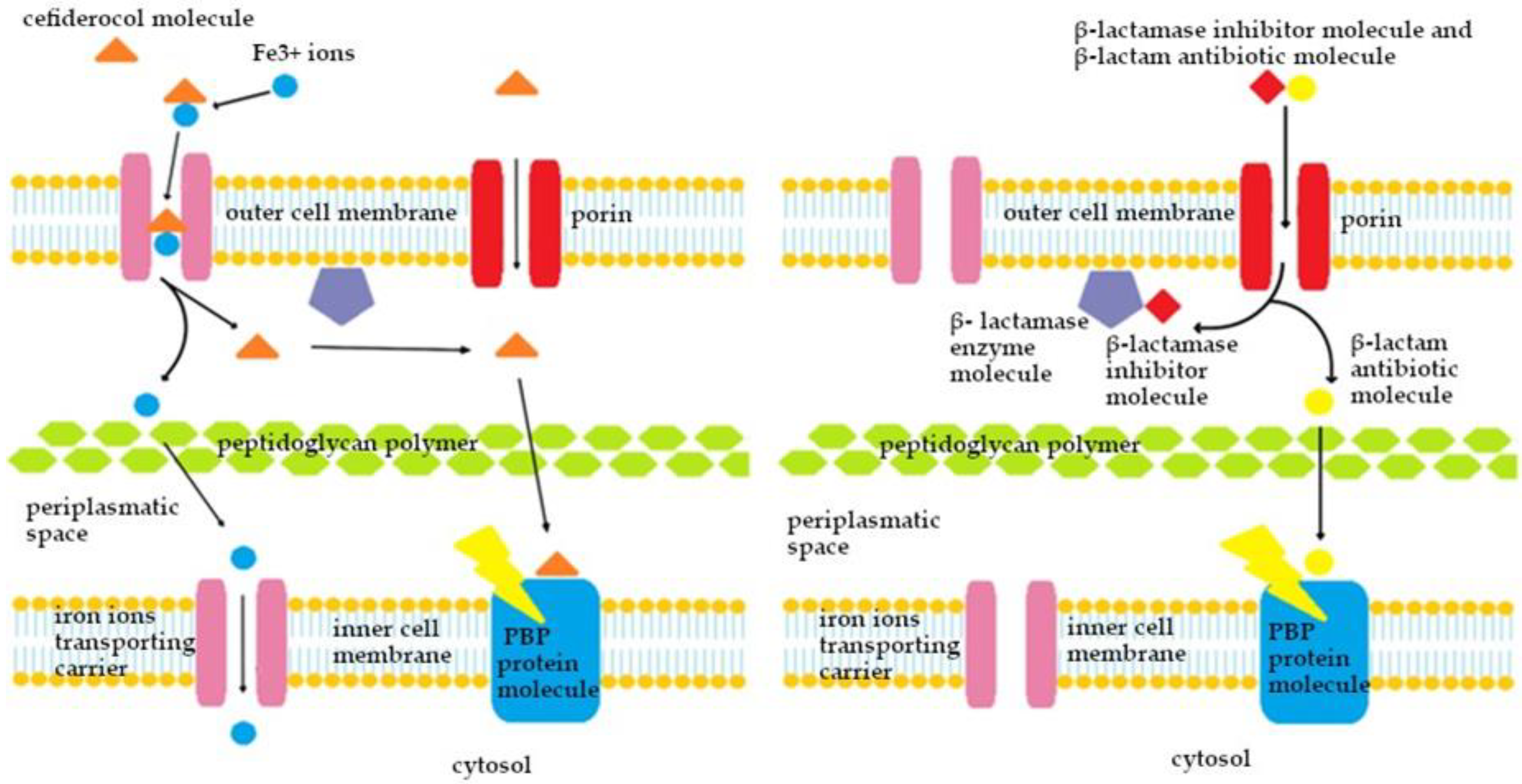 Antibiotics 13 00445 g005