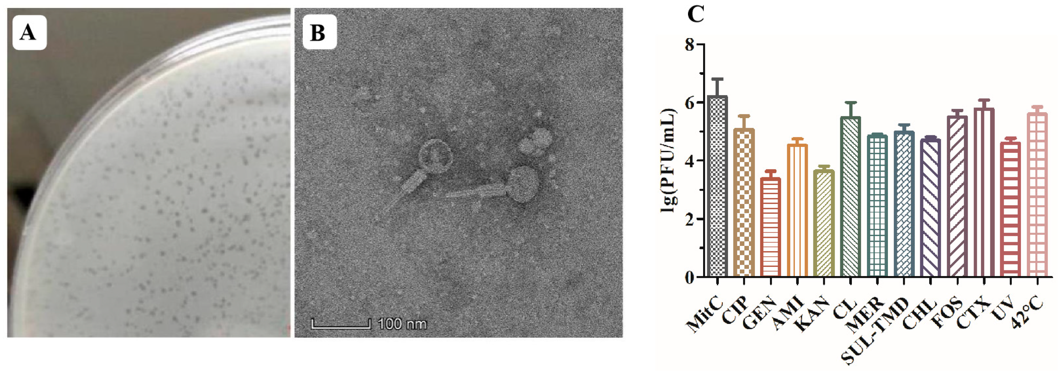 Antibiotics 13 00446 g001
