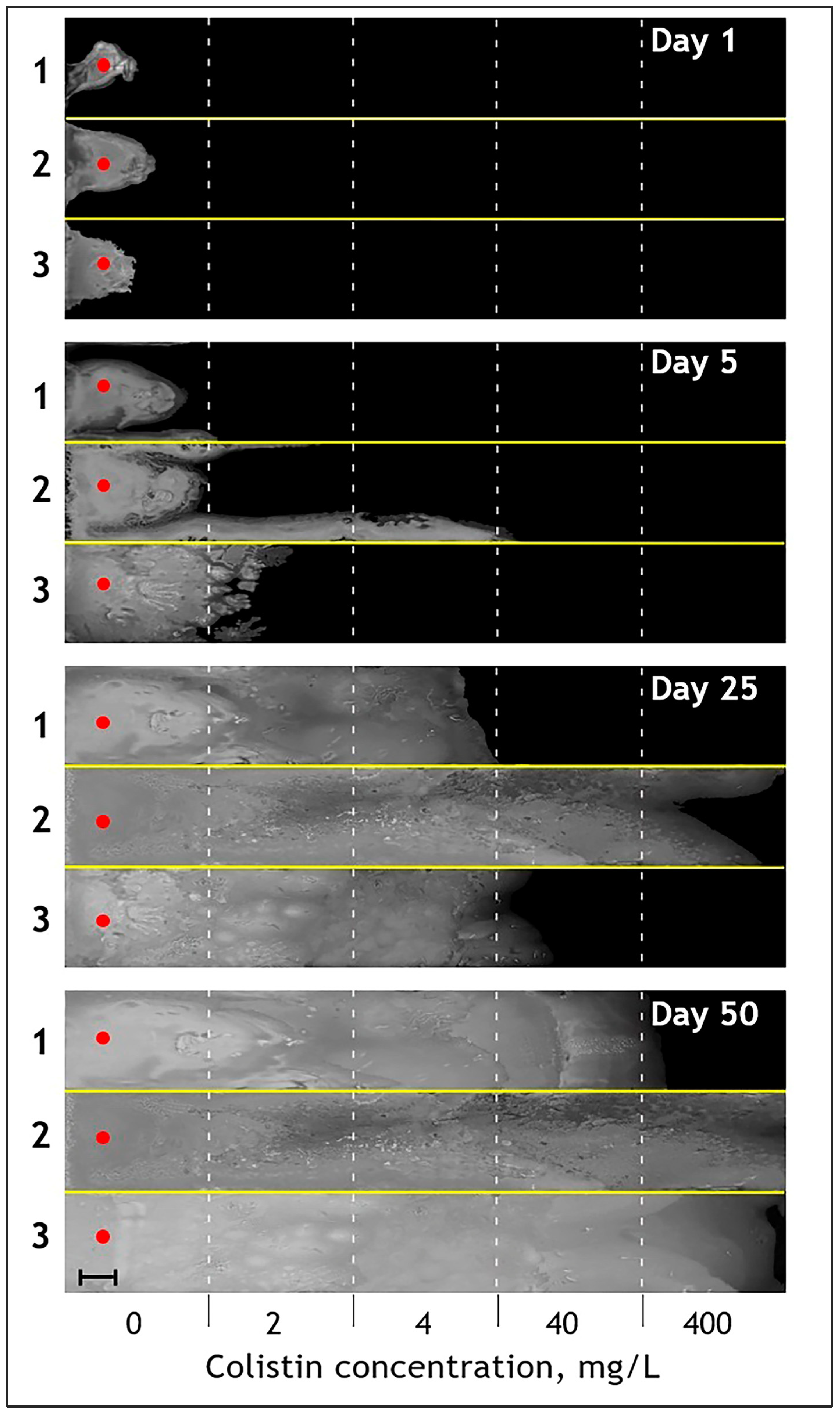 Antibiotics 13 00452 g001