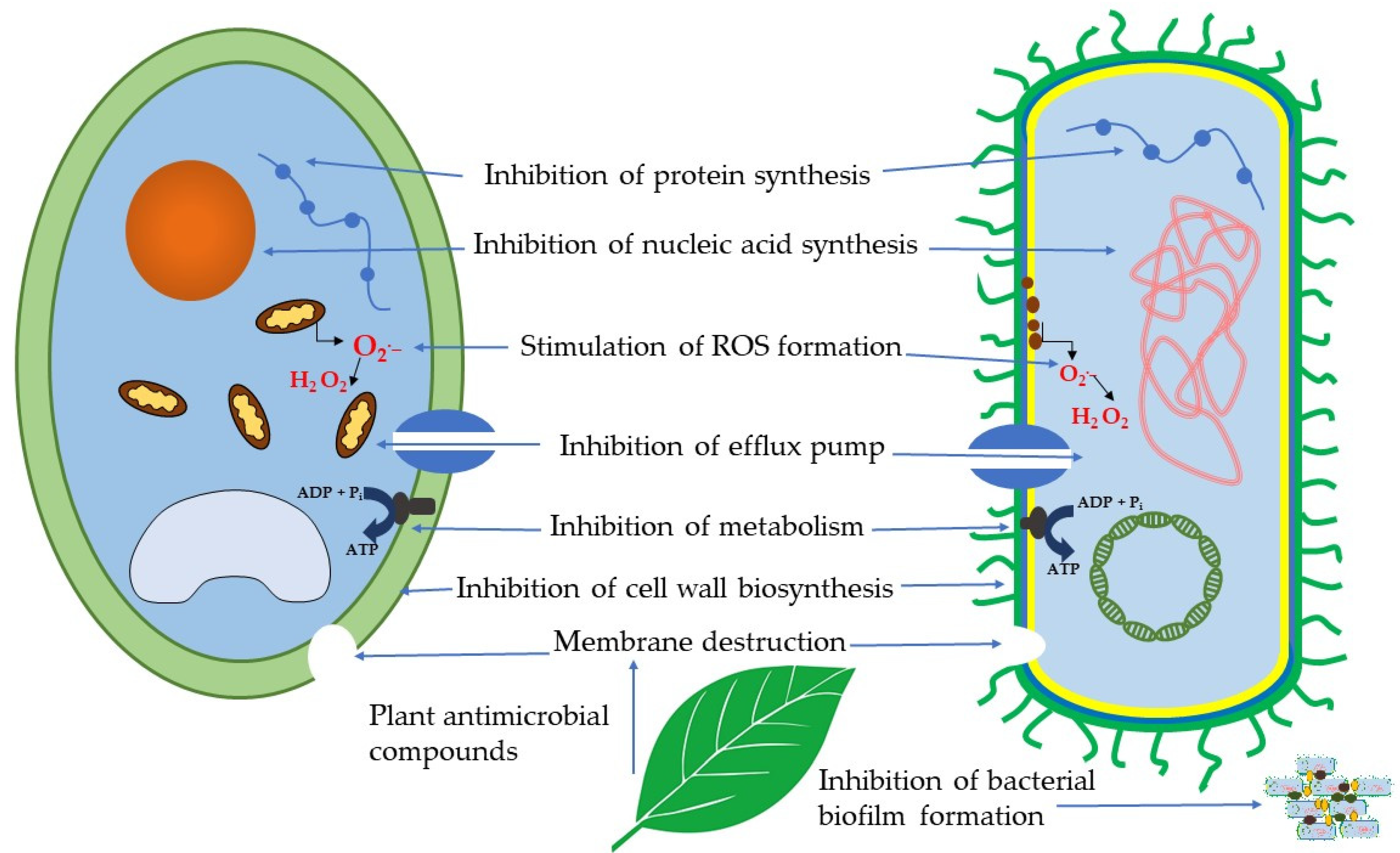 Antibiotics 13 00487 g002