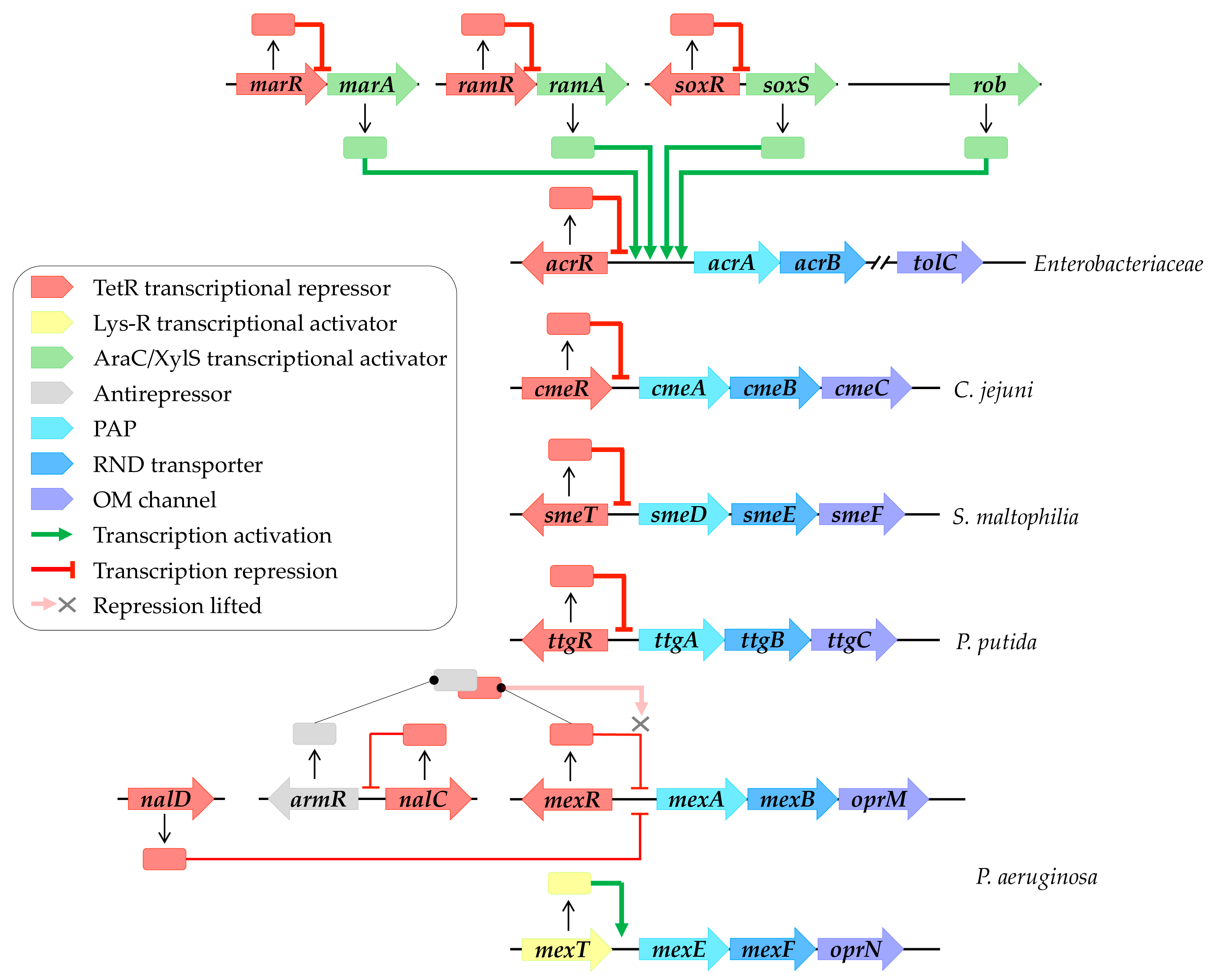 Antibiotics 13 00501 g002