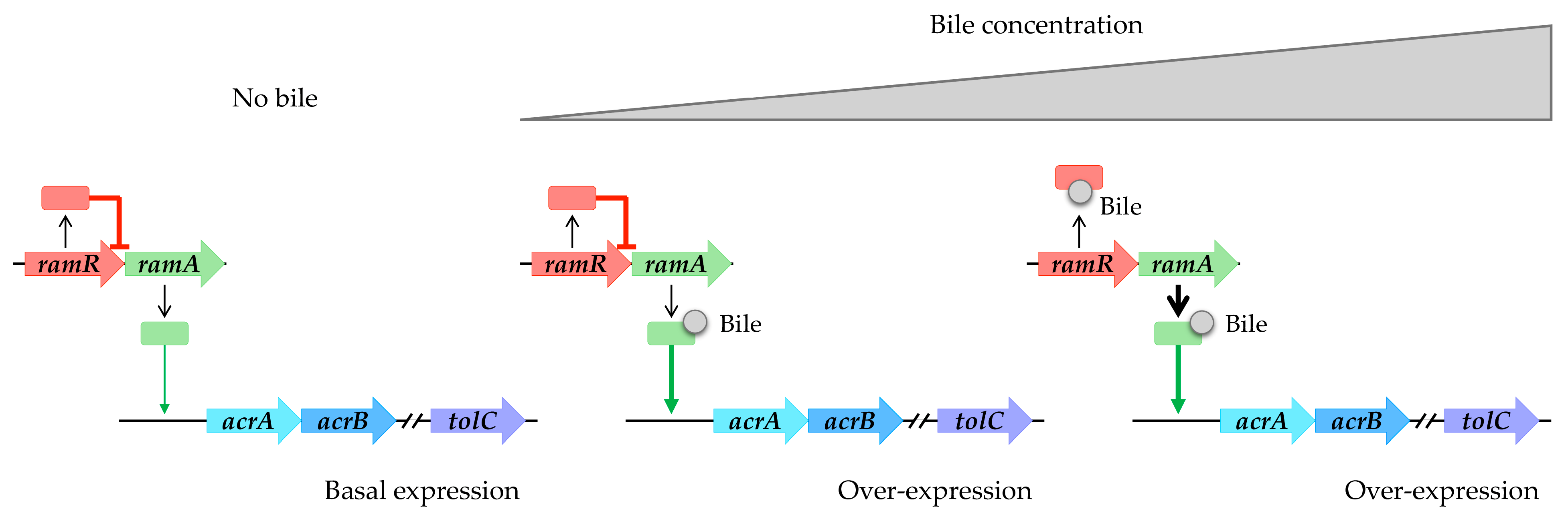 Antibiotics 13 00501 g003