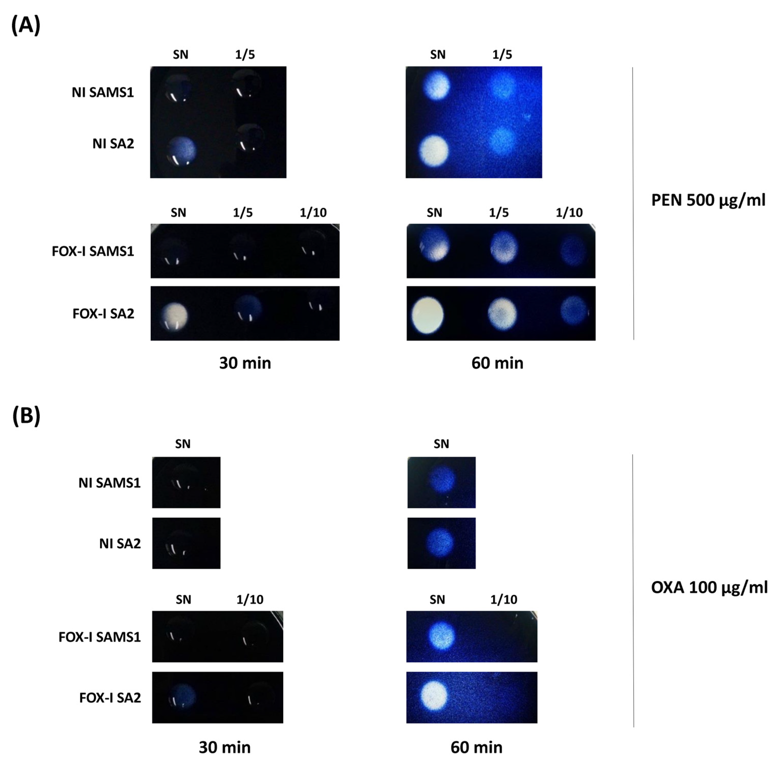 Antibiotics 13 00554 g003