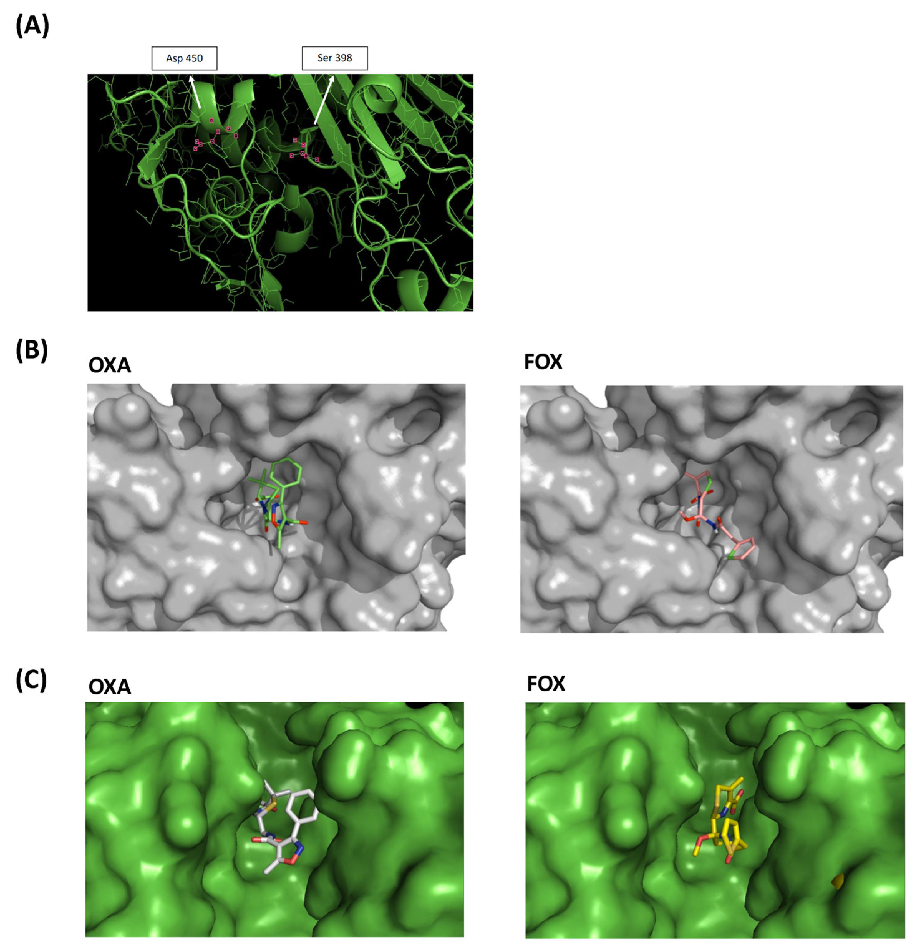 Antibiotics 13 00554 g006