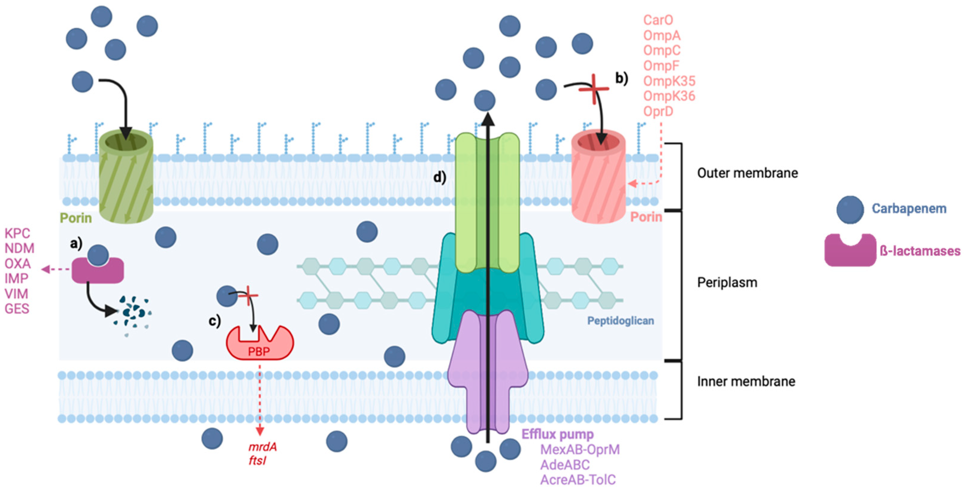Antibiotics 13 00557 g002