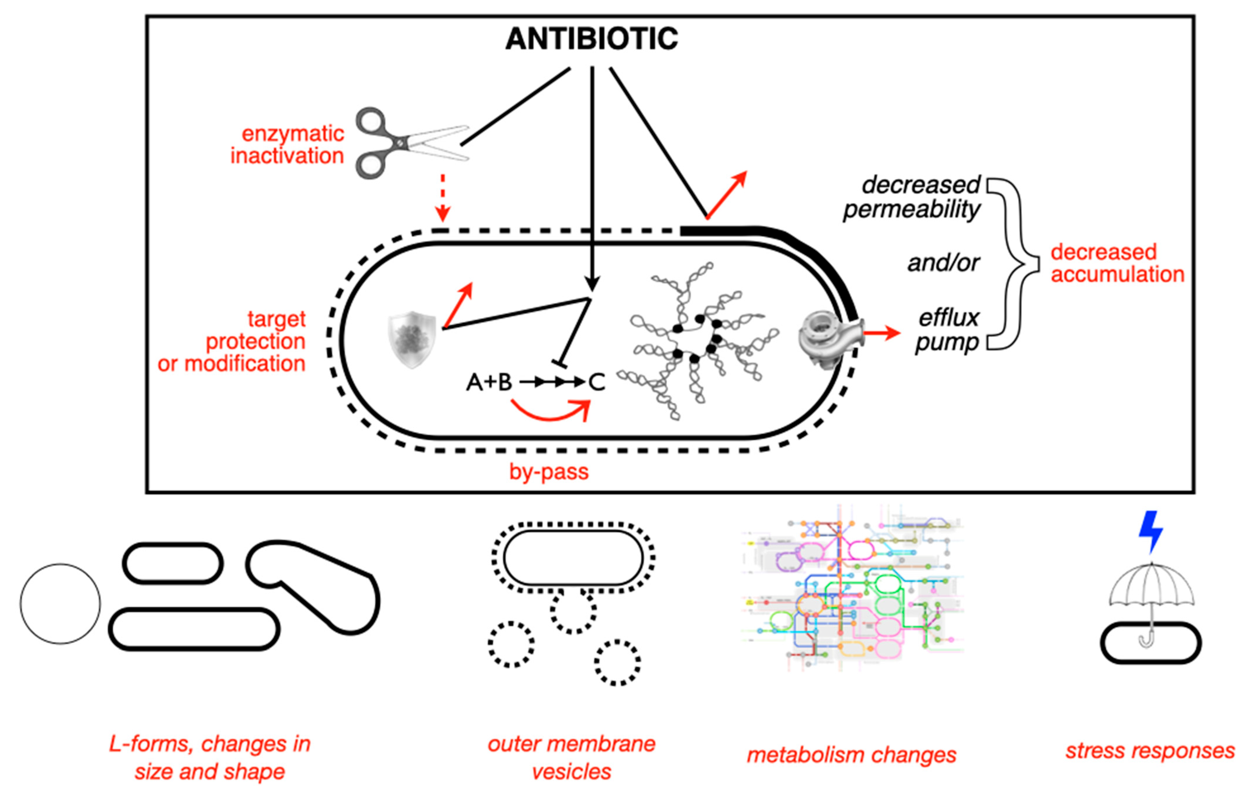 Antibiotics 13 00565 g003