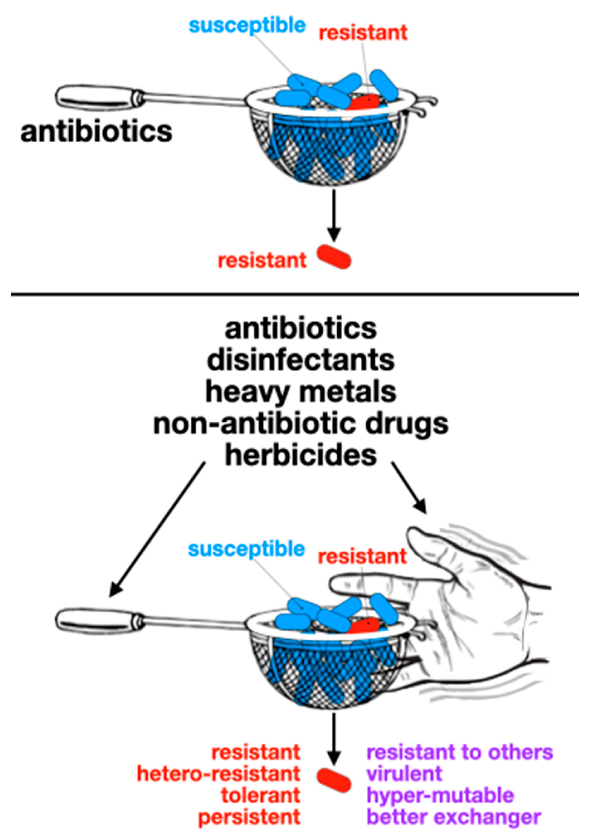 Antibiotics 13 00565 g004
