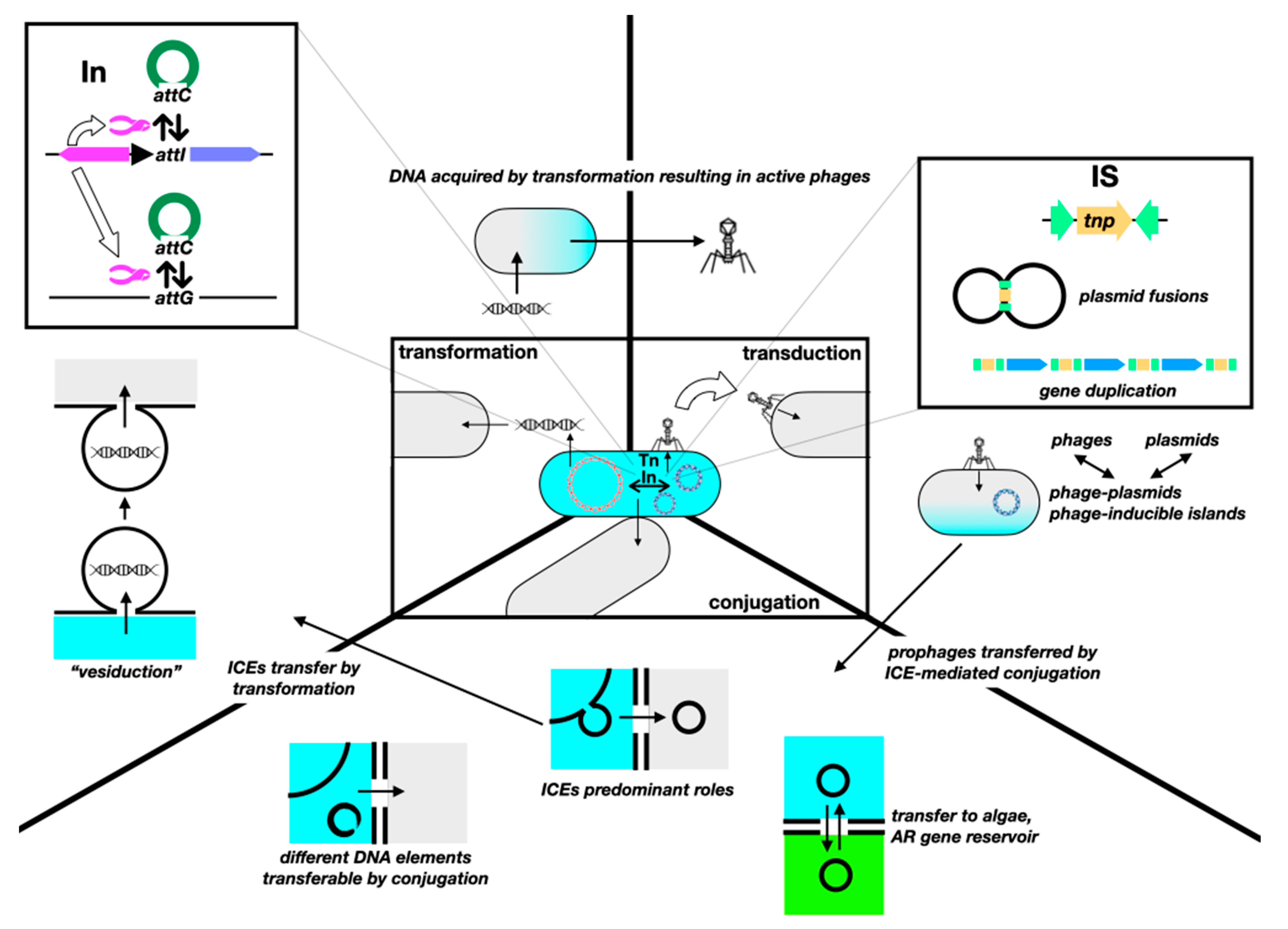 Antibiotics 13 00565 g005