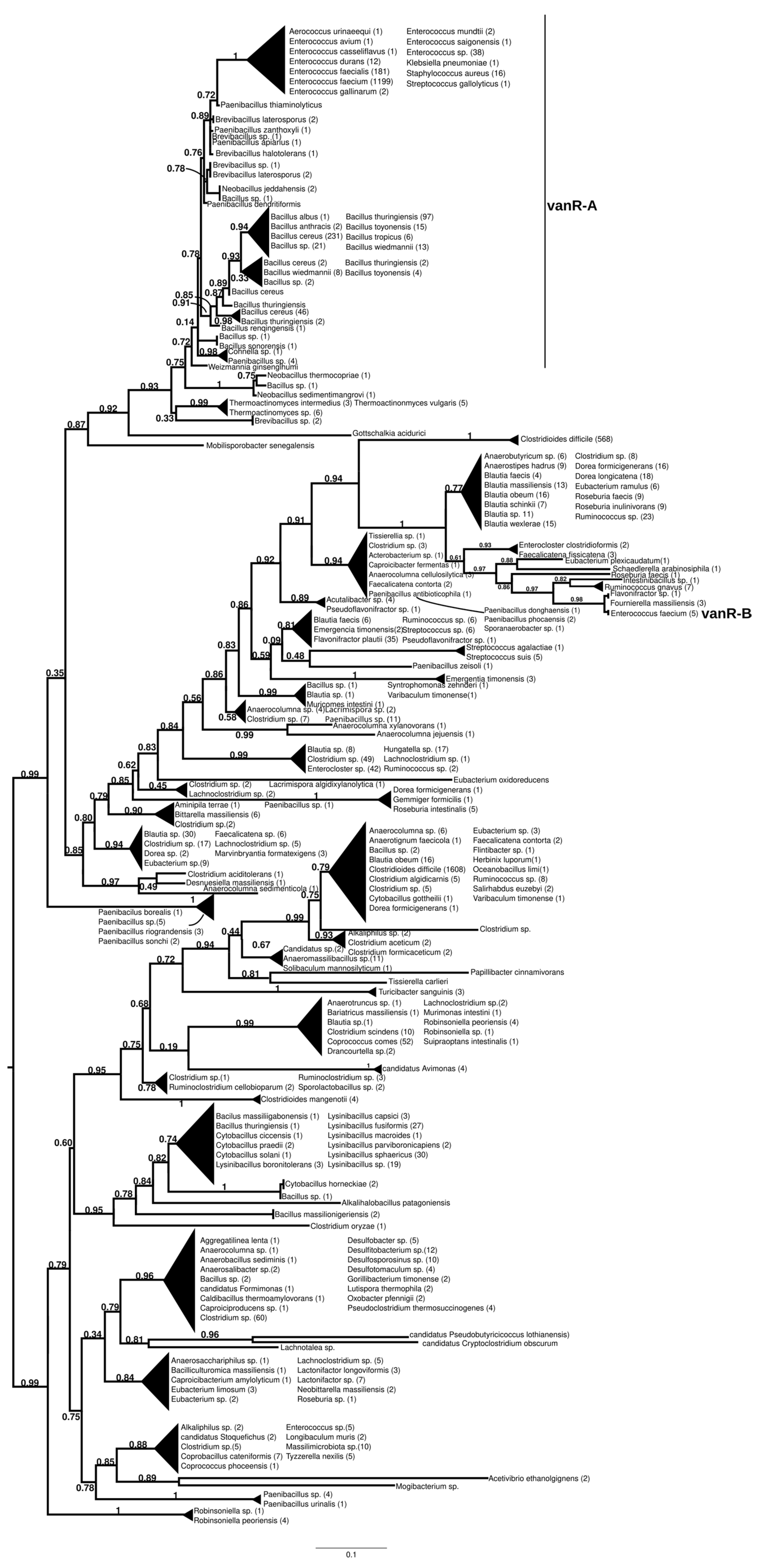 Antibiotics 13 00573 g002