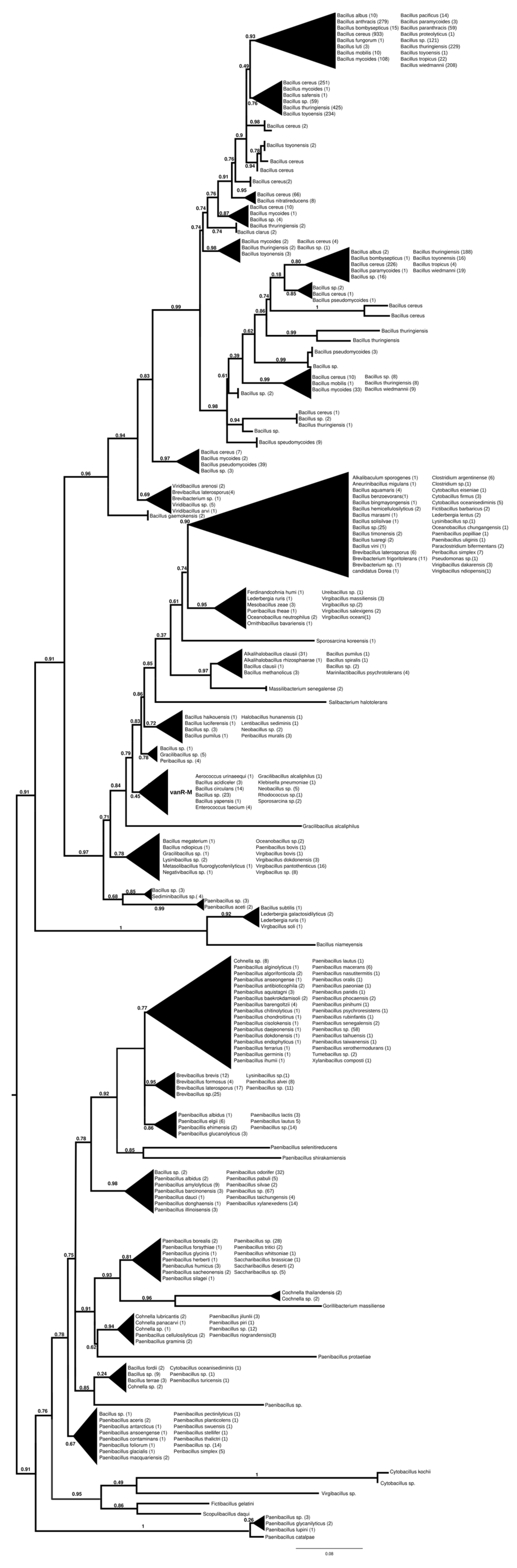 Antibiotics 13 00573 g003