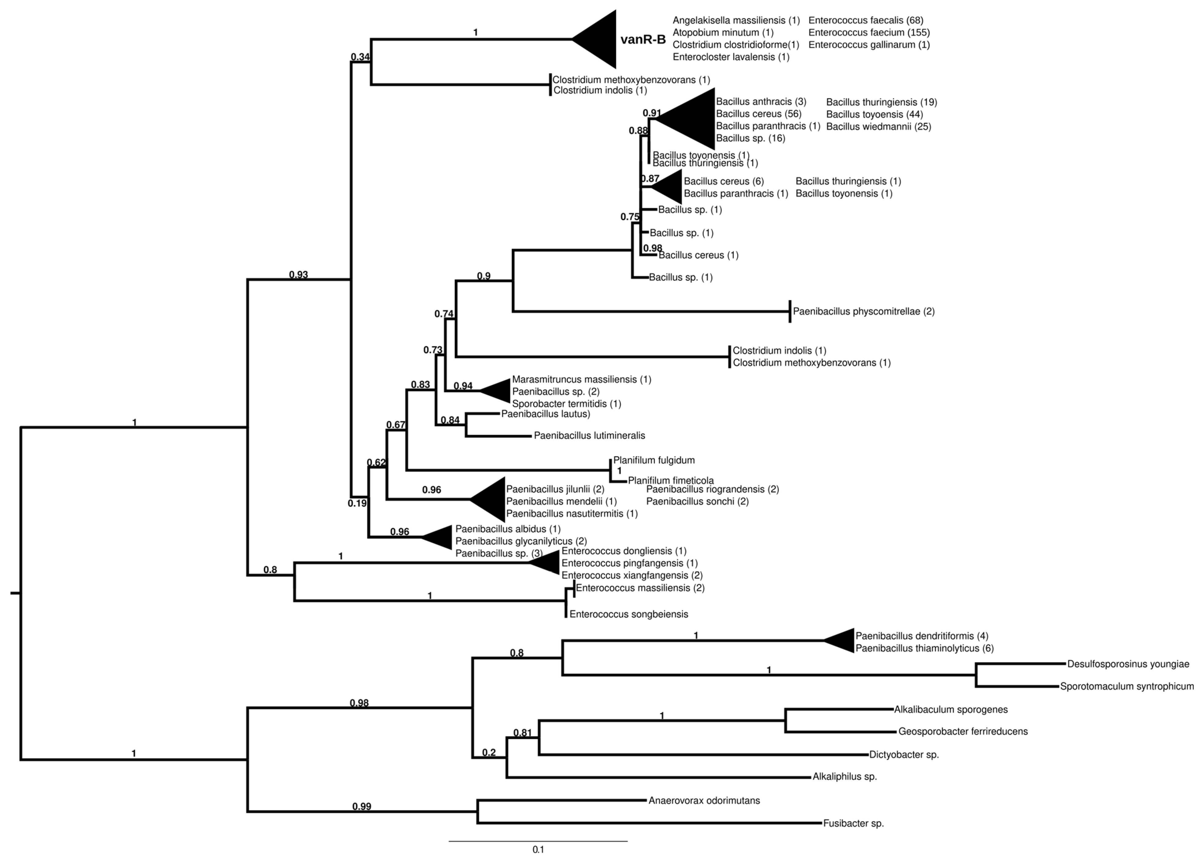 Antibiotics 13 00573 g004