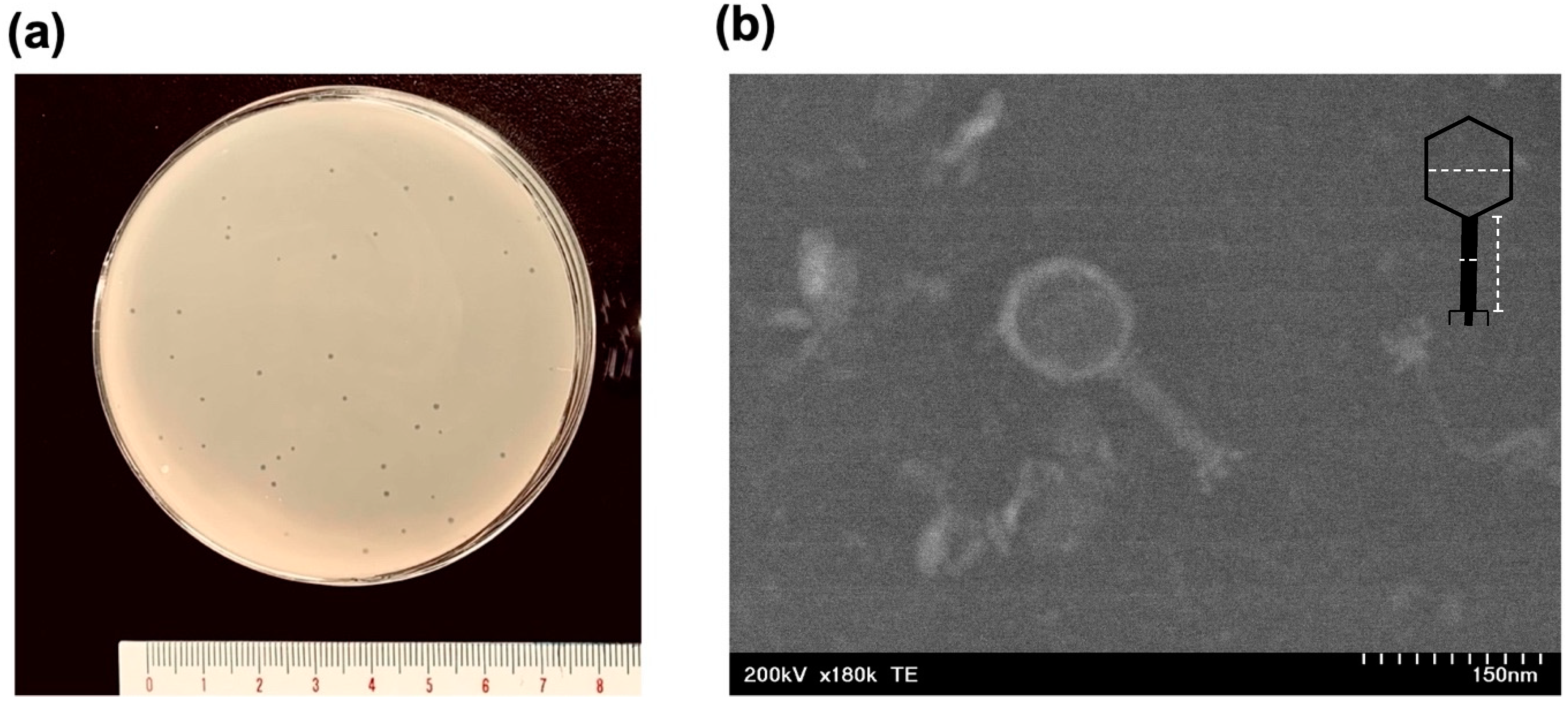 Antibiotics 13 00581 g001