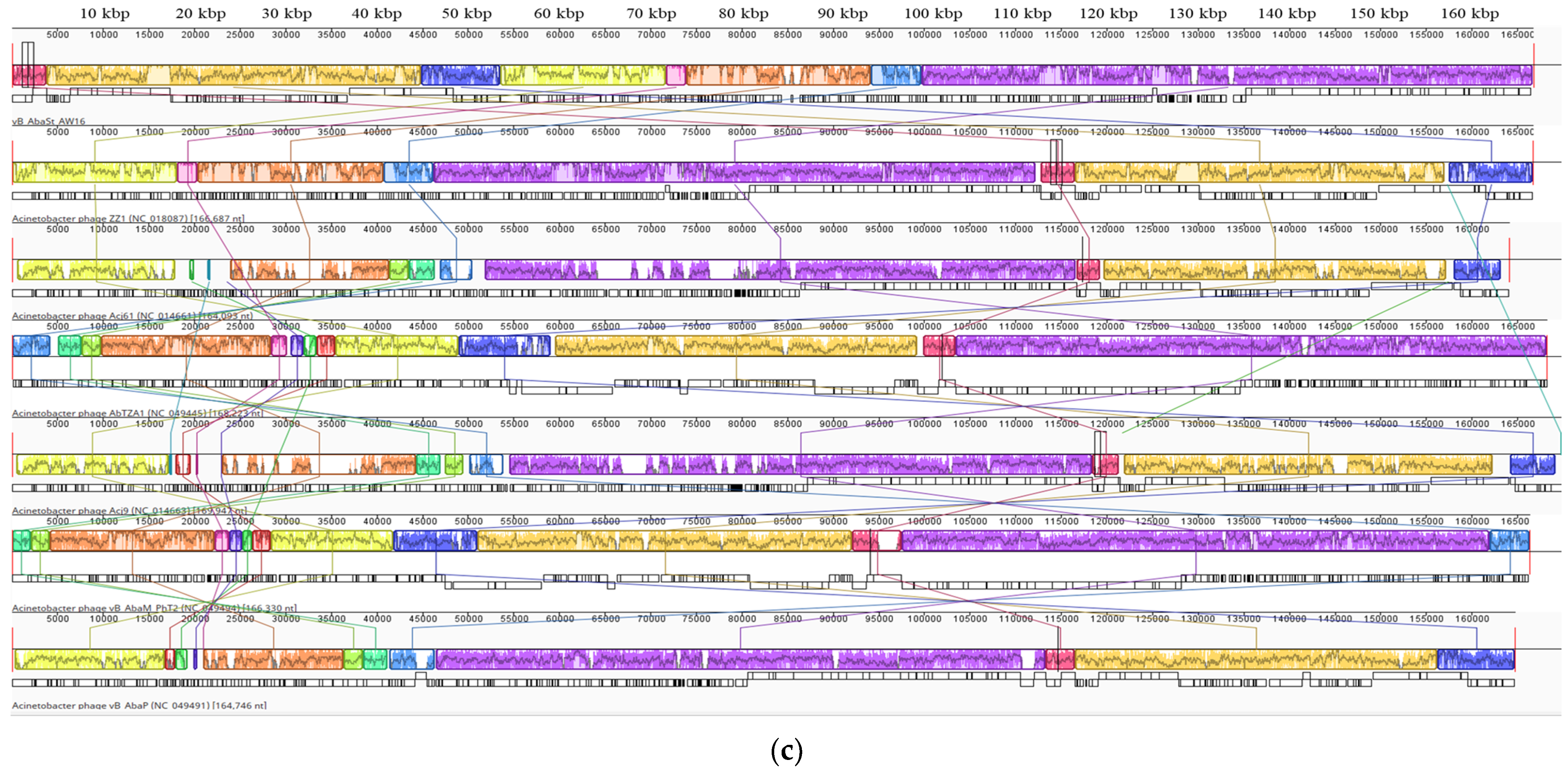 Antibiotics 13 00610 g002b