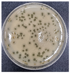 Antibiotics 13 00610 i001