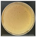 Antibiotics 13 00610 i003