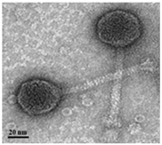 Antibiotics 13 00610 i005