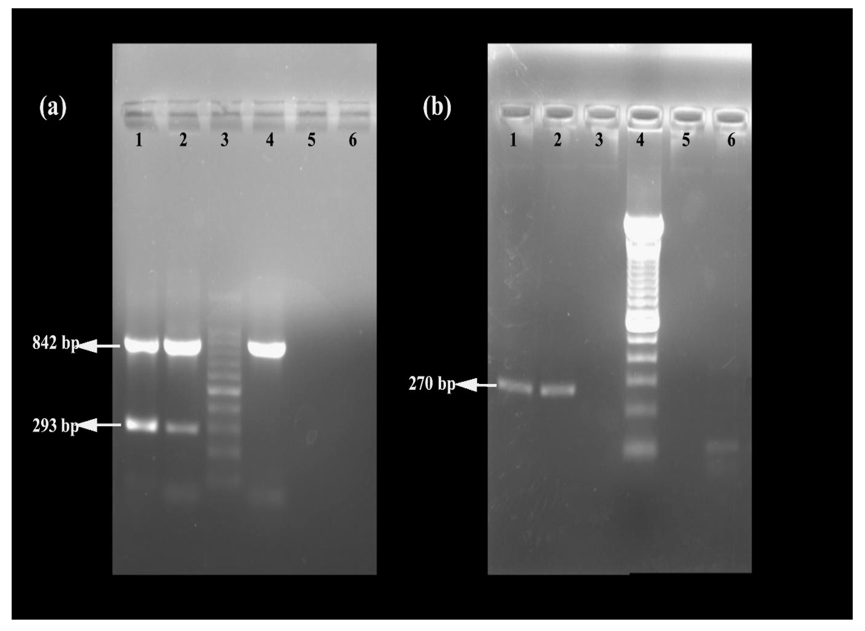 Antibiotics 13 00618 g002