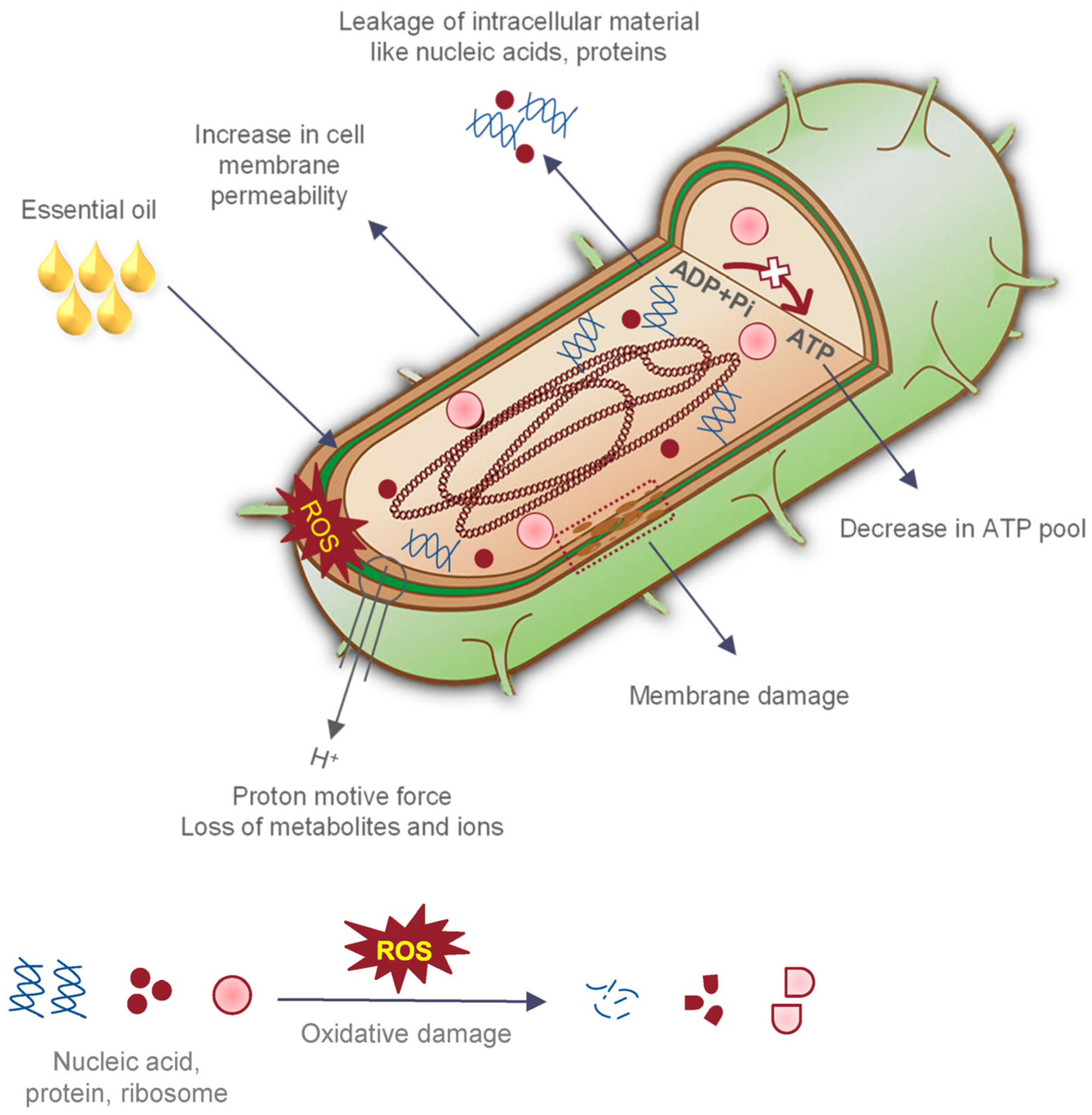 Antibiotics 13 00625 g005