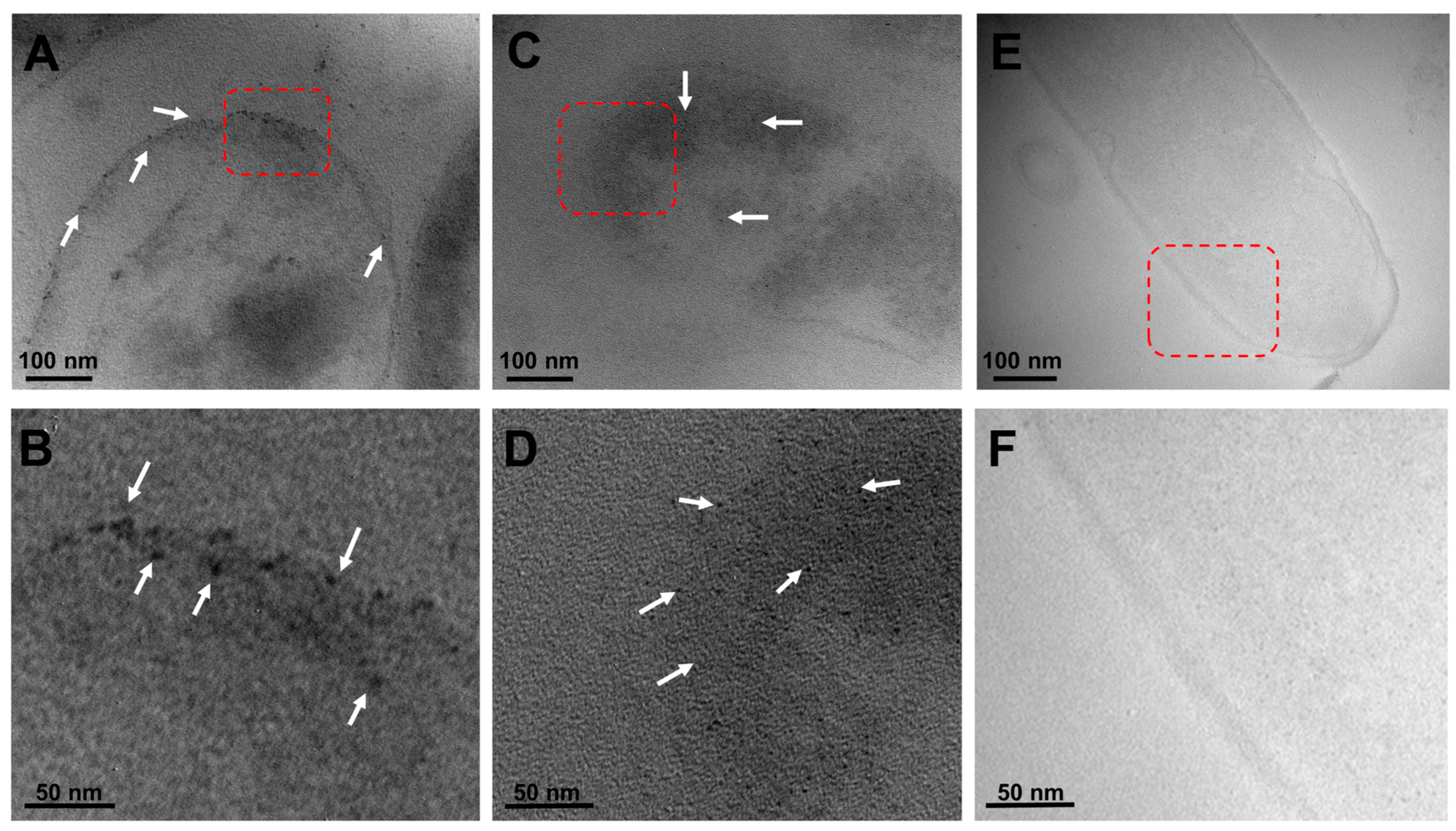 Antibiotics 13 00650 g005