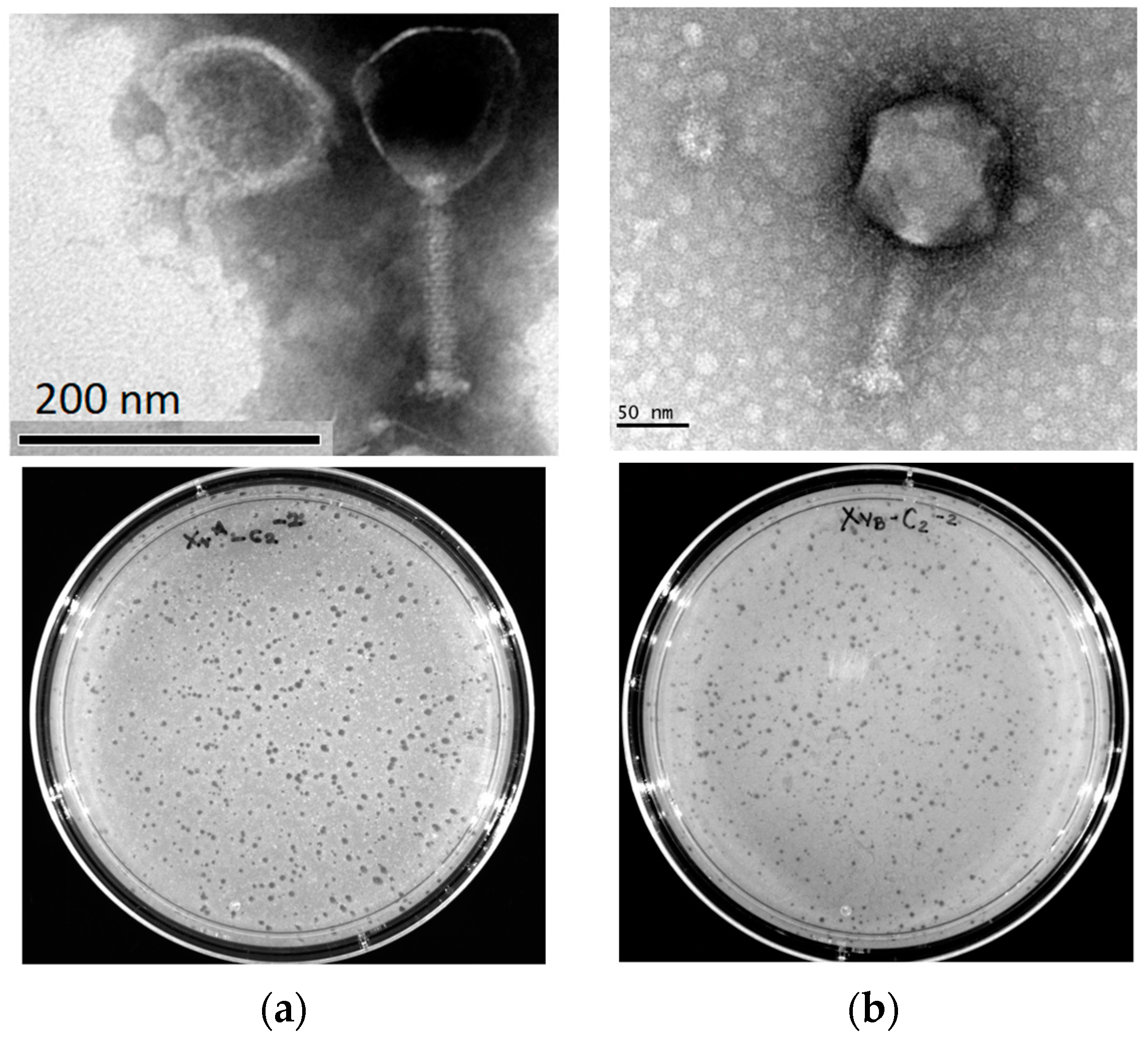 Antibiotics 13 00651 g001