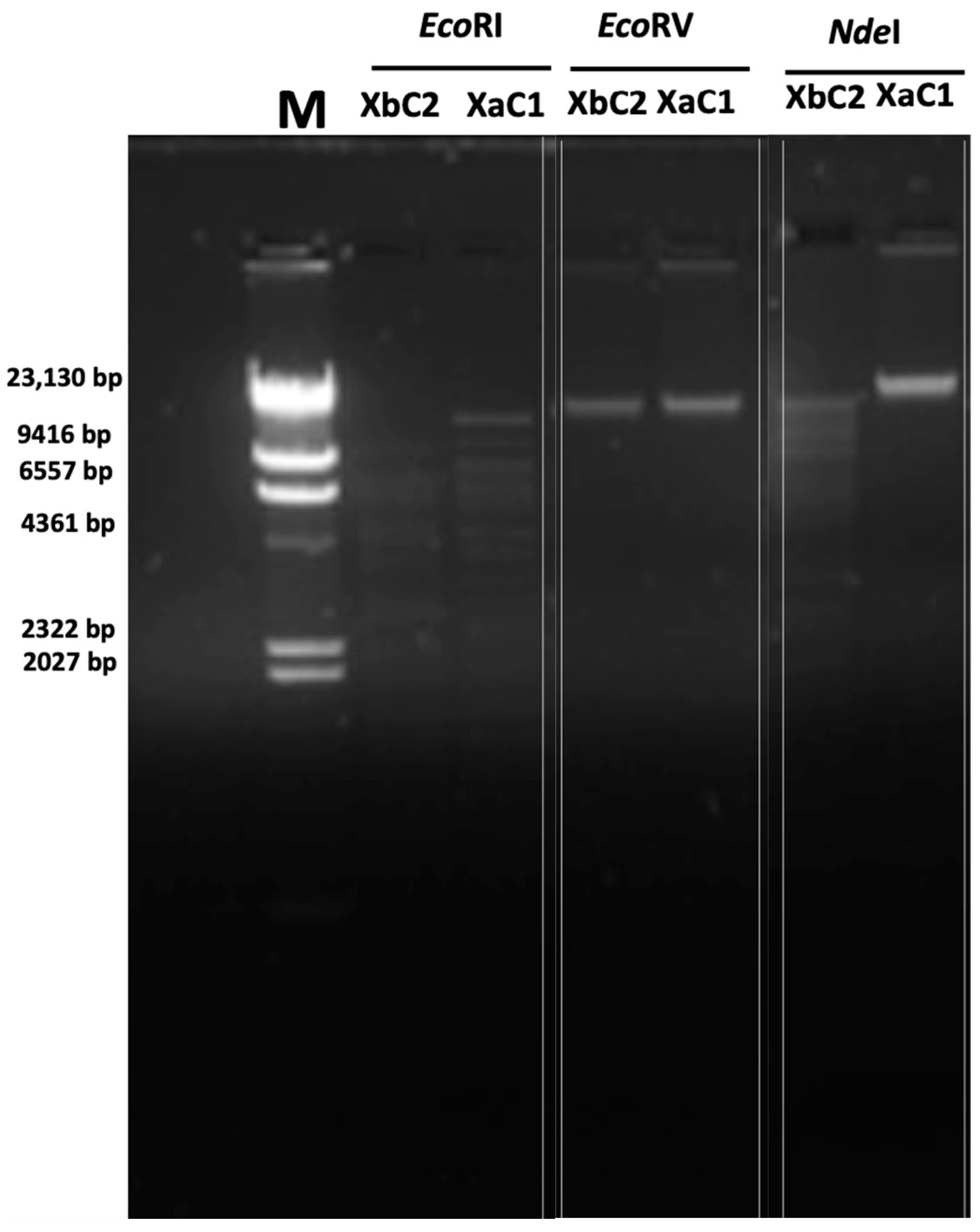 Antibiotics 13 00651 g002