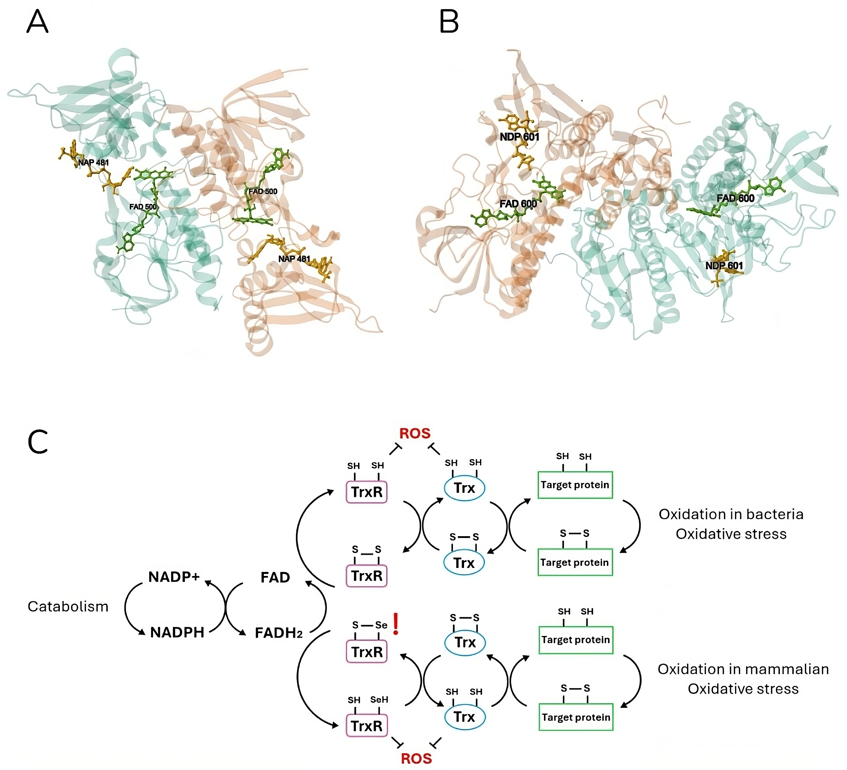Antibiotics 13 00652 g002