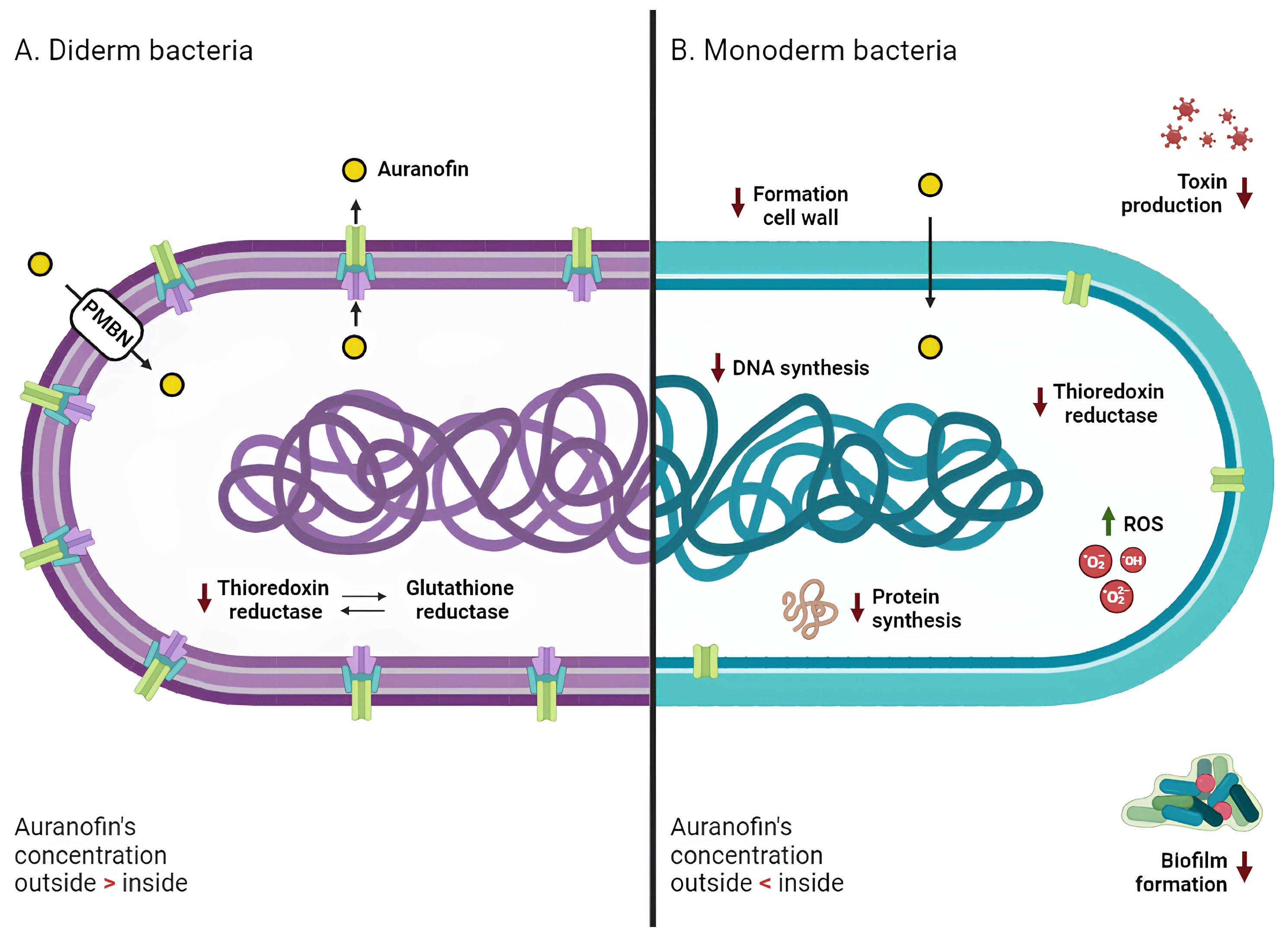Antibiotics 13 00652 g003