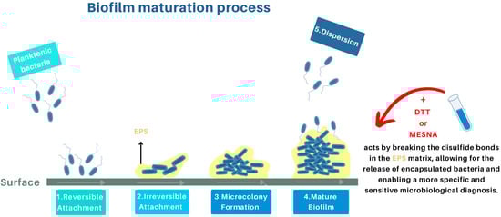 Antibiotics 13 00678 g001