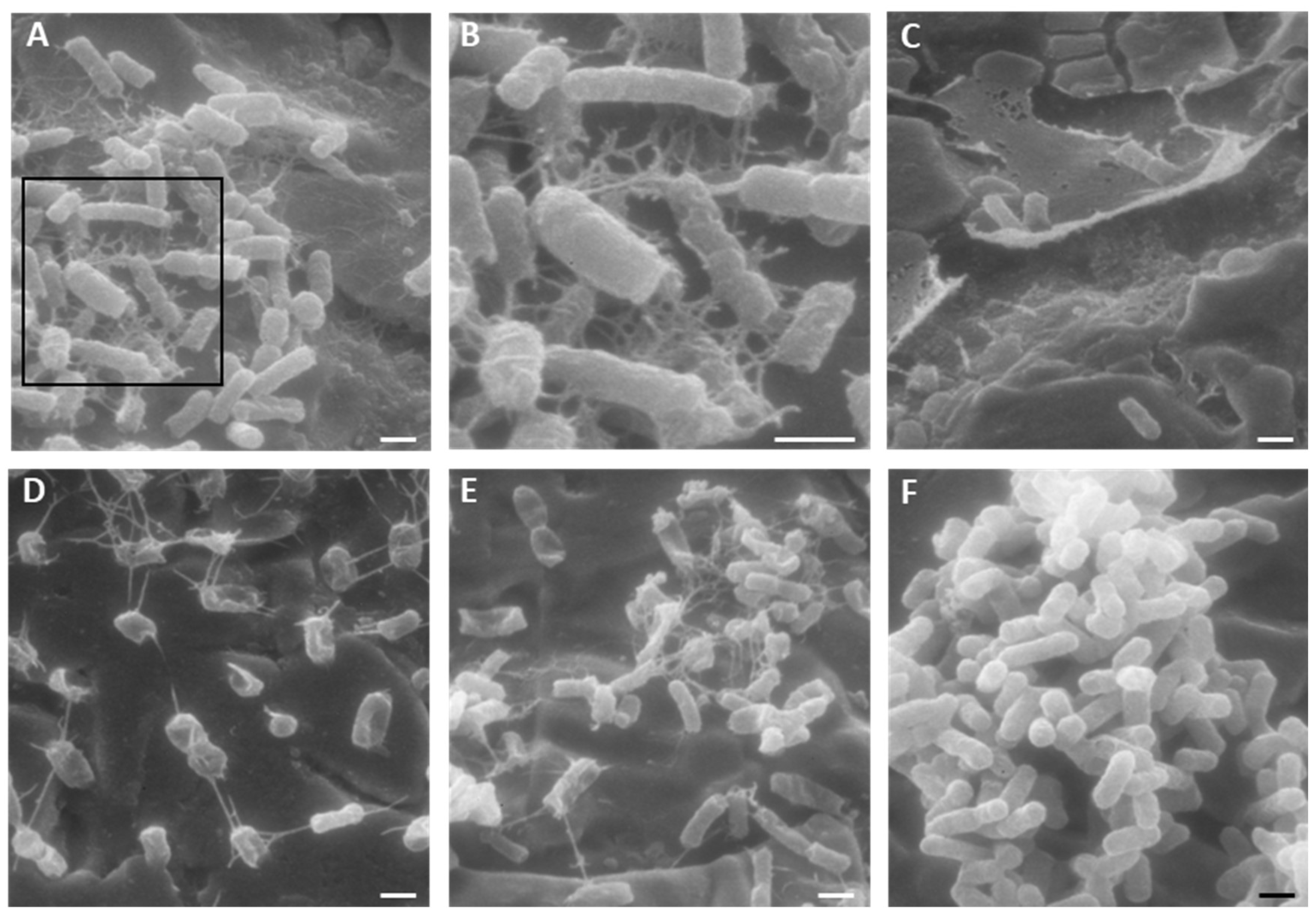 Antibiotics 13 00683 g006