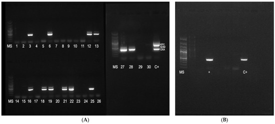 Antibiotics 13 00687 g0a1