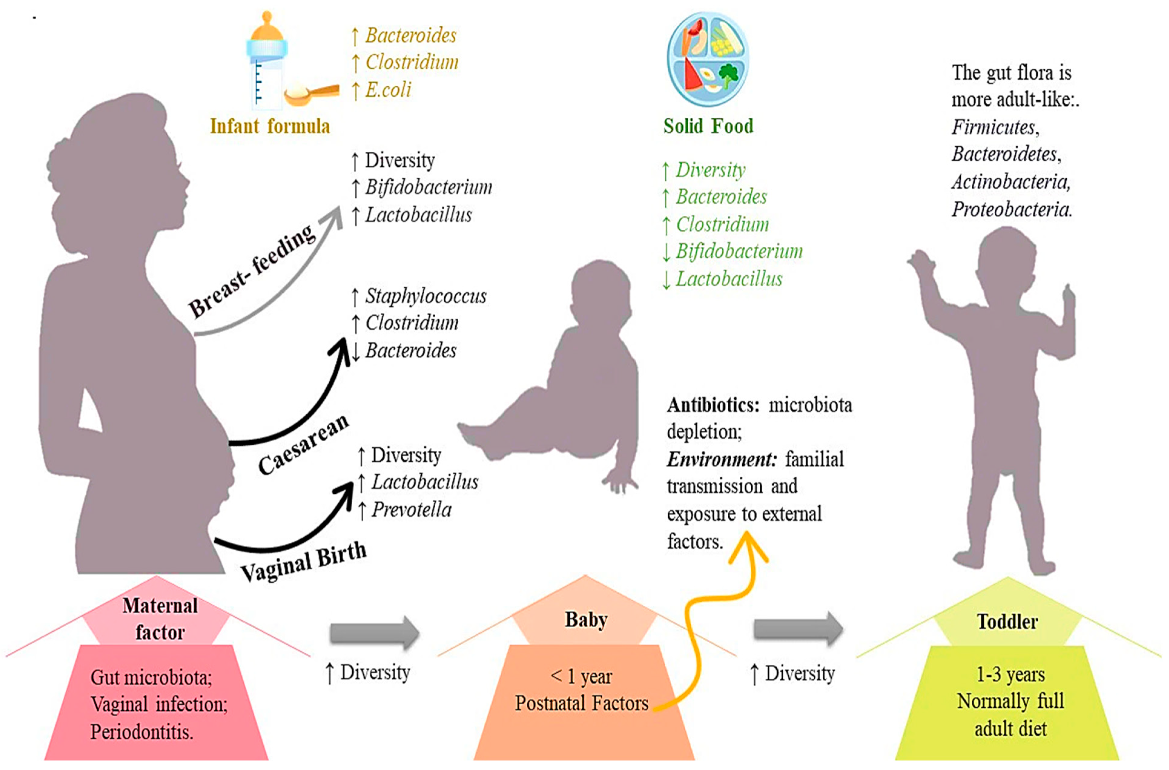 Antibiotics 13 00720 g001