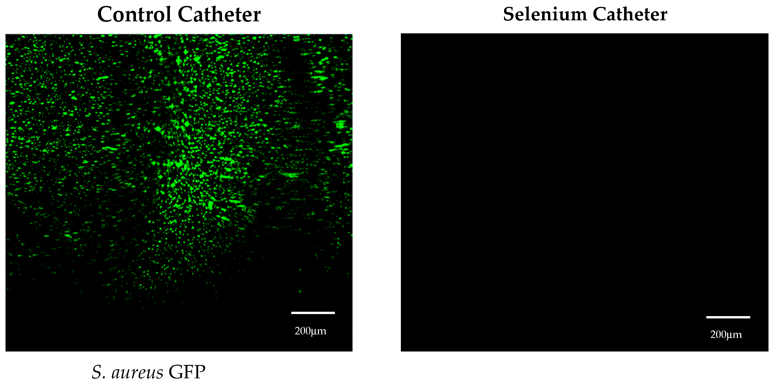 Antibiotics 13 00736 g003