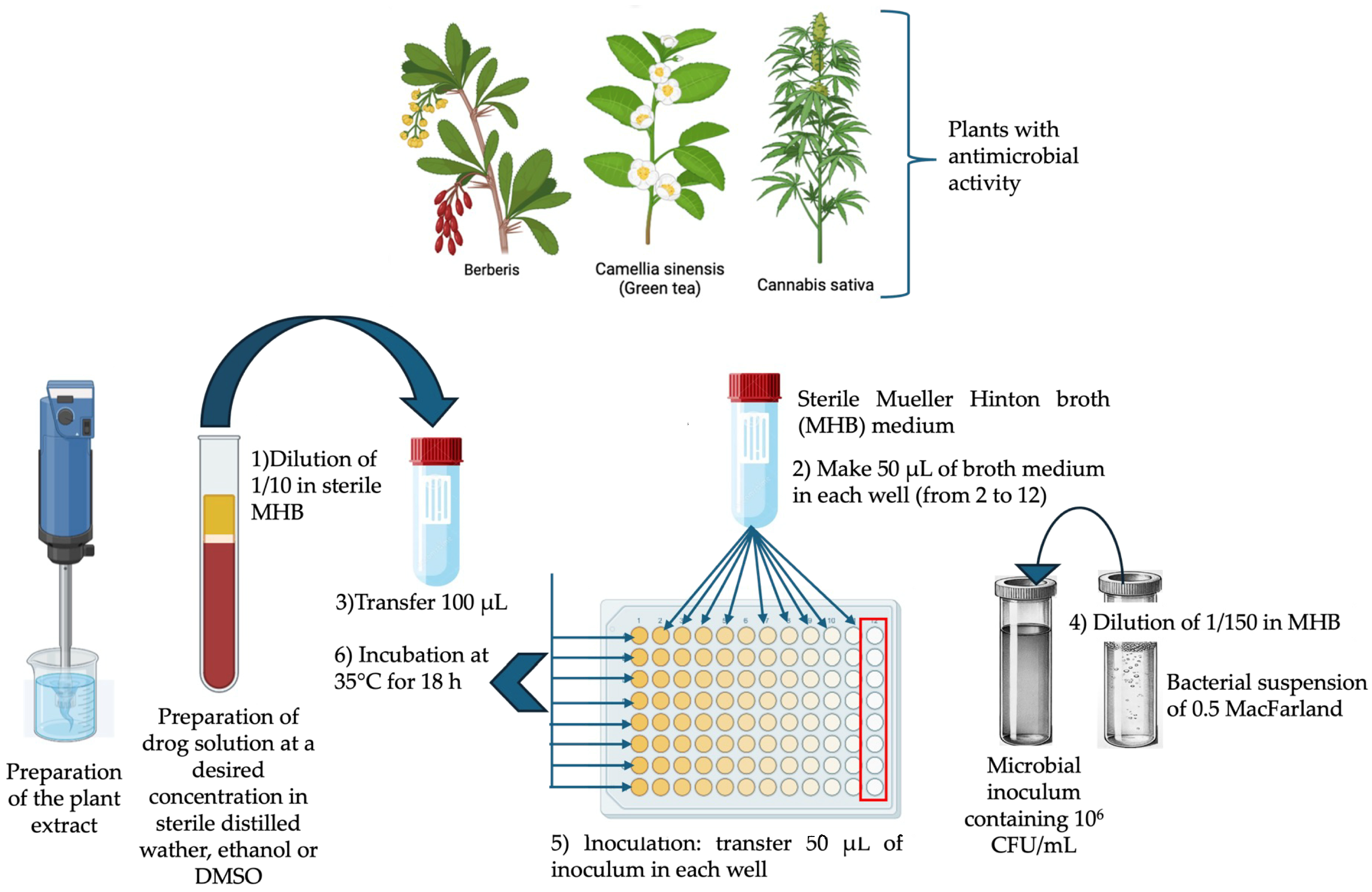 Antibiotics 13 00746 g001